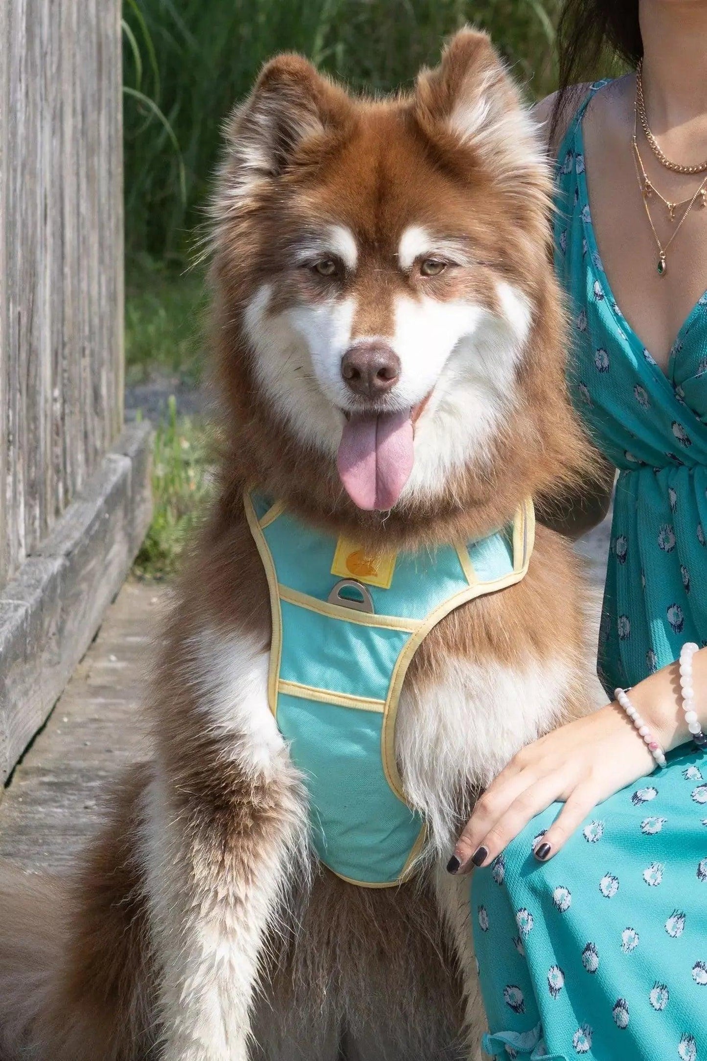Island Vibes Ultimate Dog Harness Aria the Fox