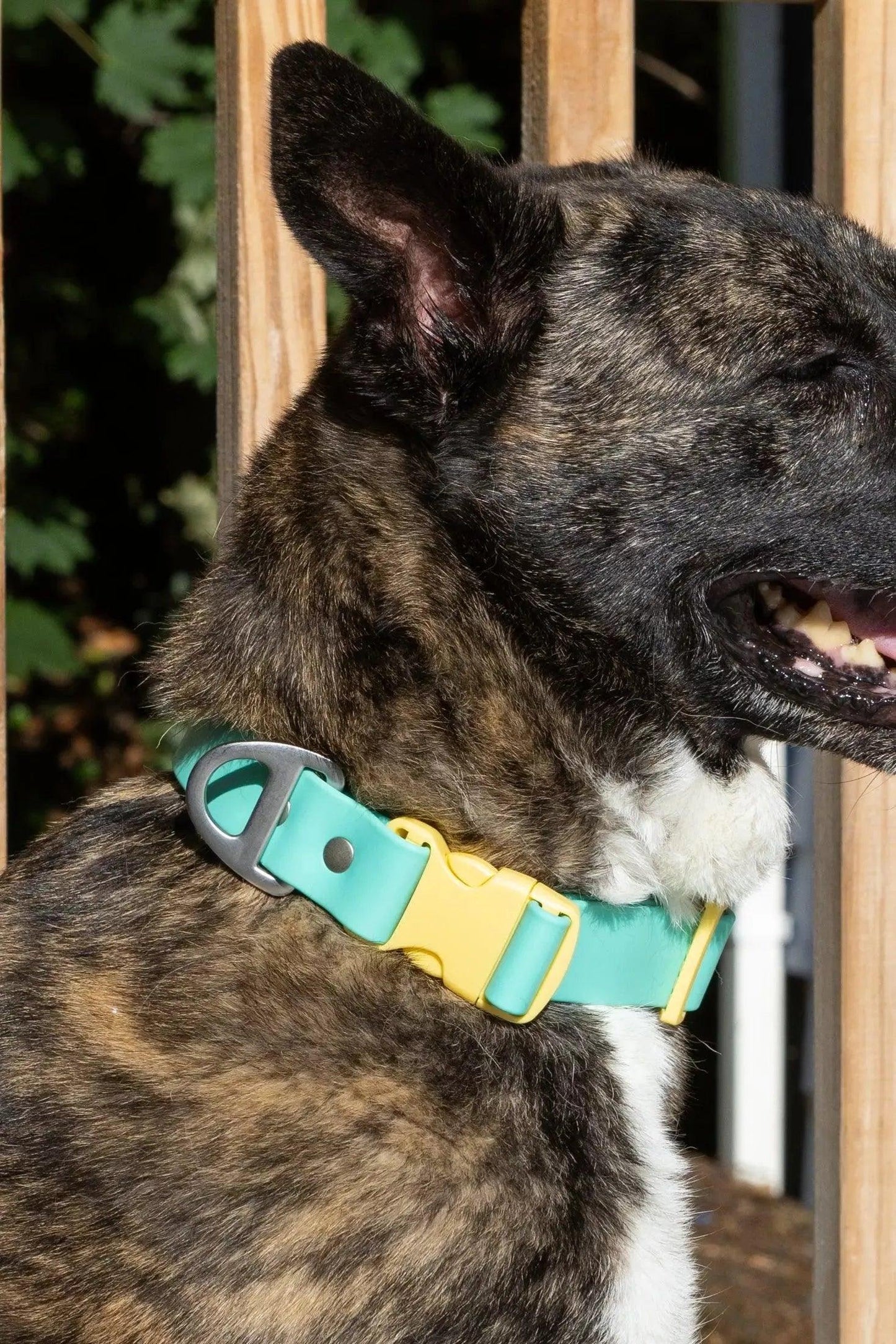 Island Vibes Waterproof Dog Collar Aria the Fox