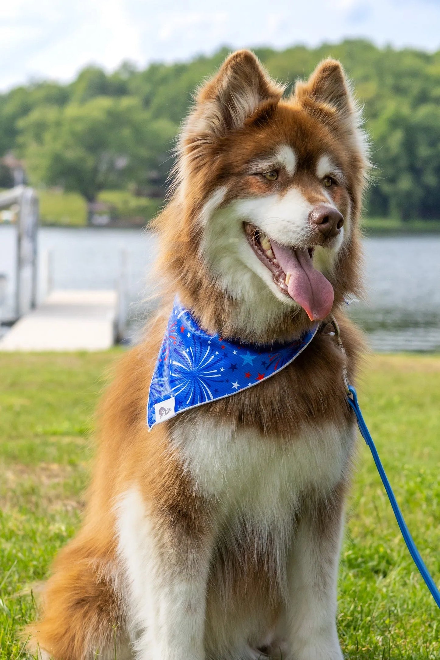 Patriotic Dog Bandana Aria the Fox