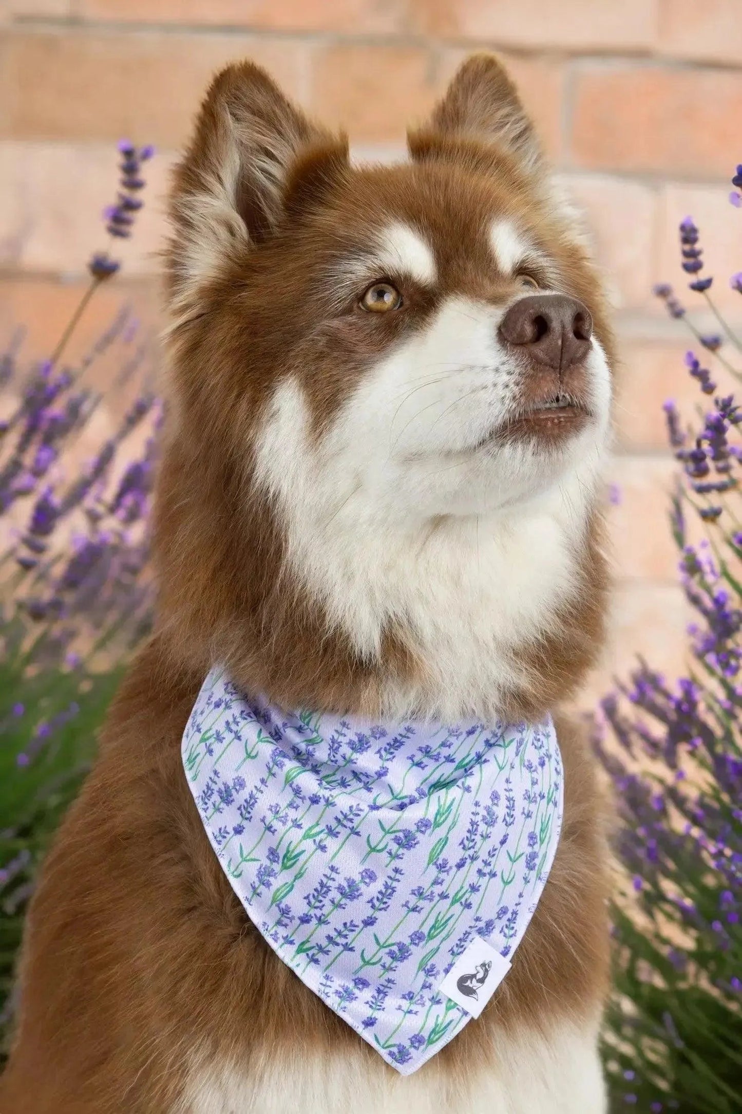 Lavender Blooms Dog Bandana & Matching Keychain Aria the Fox