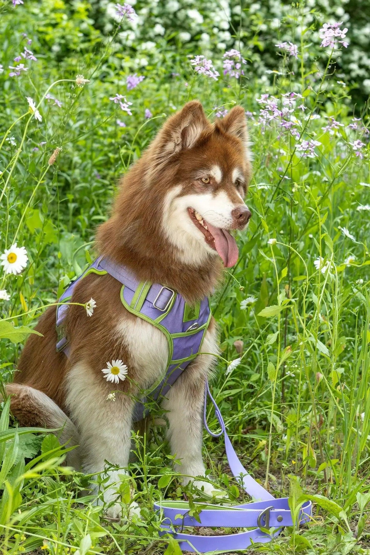 Lavender Garden Ultimate Dog Harness Aria the Fox