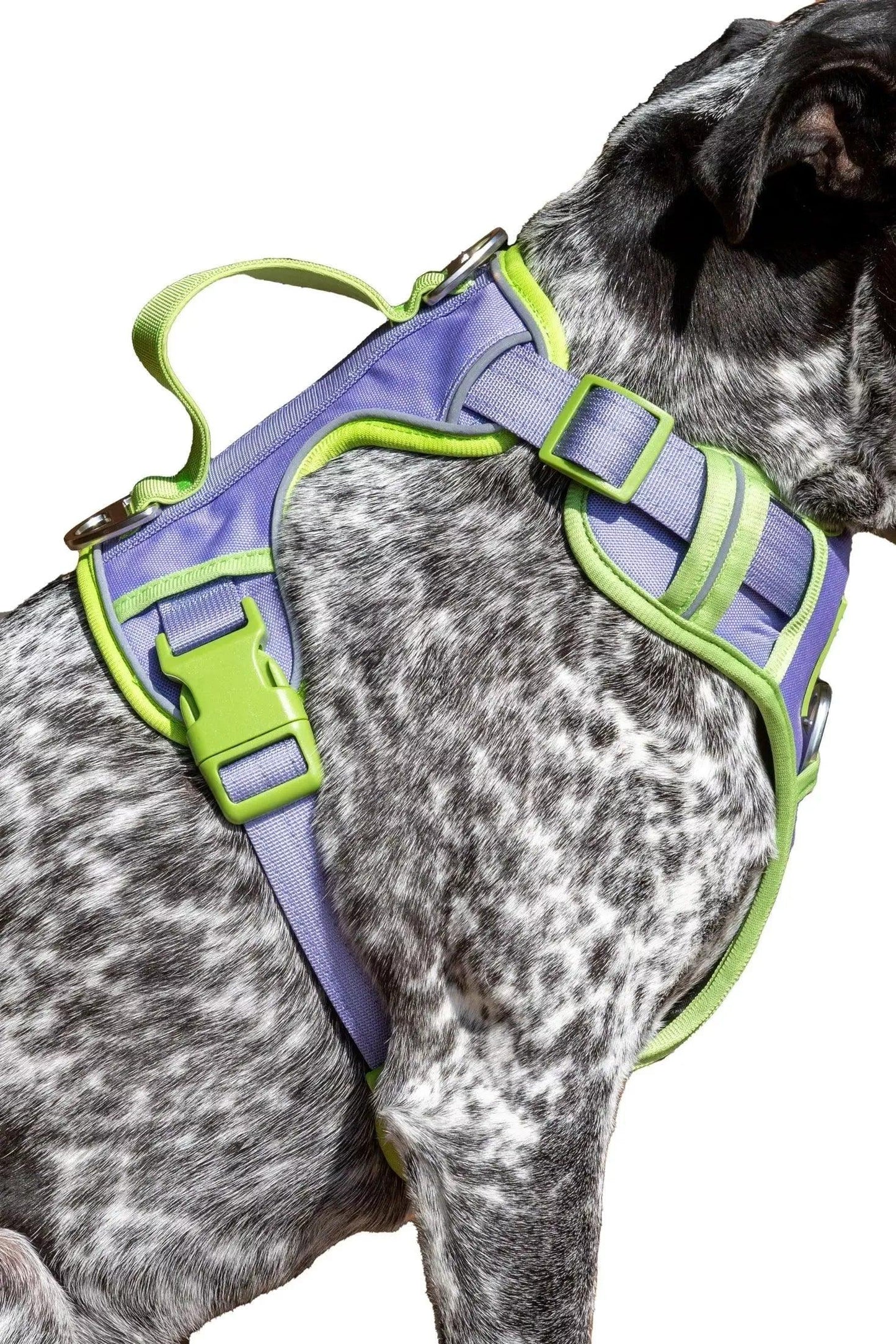 Lavender Garden Ultimate Dog Harness Aria the Fox
