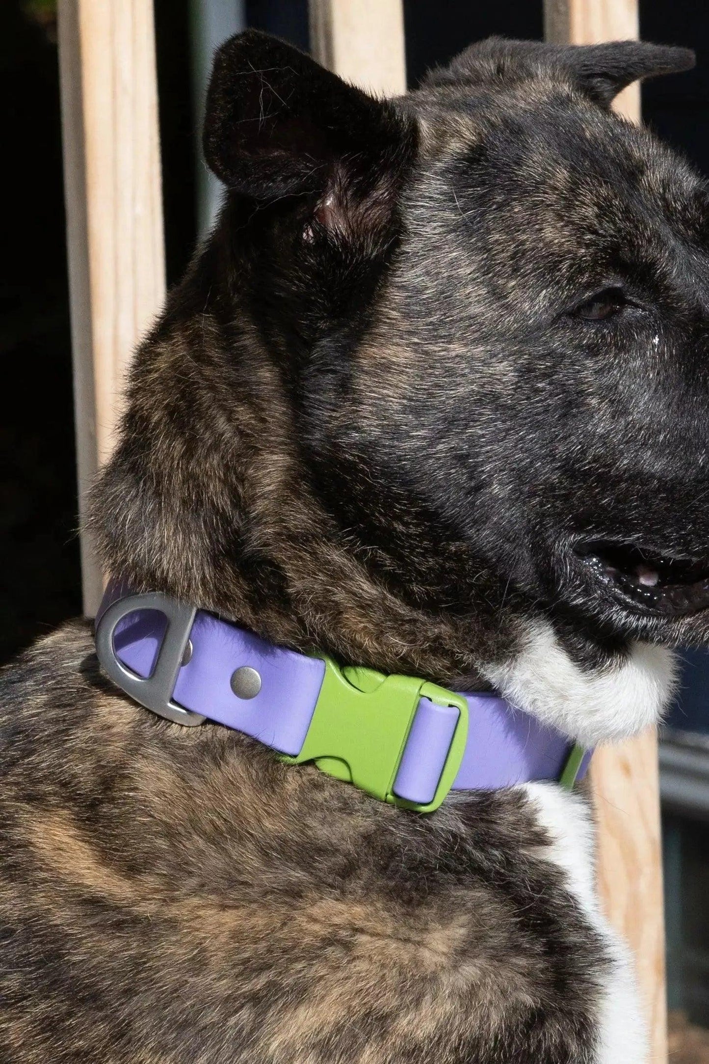 Lavender Garden Waterproof Dog Collar Aria the Fox
