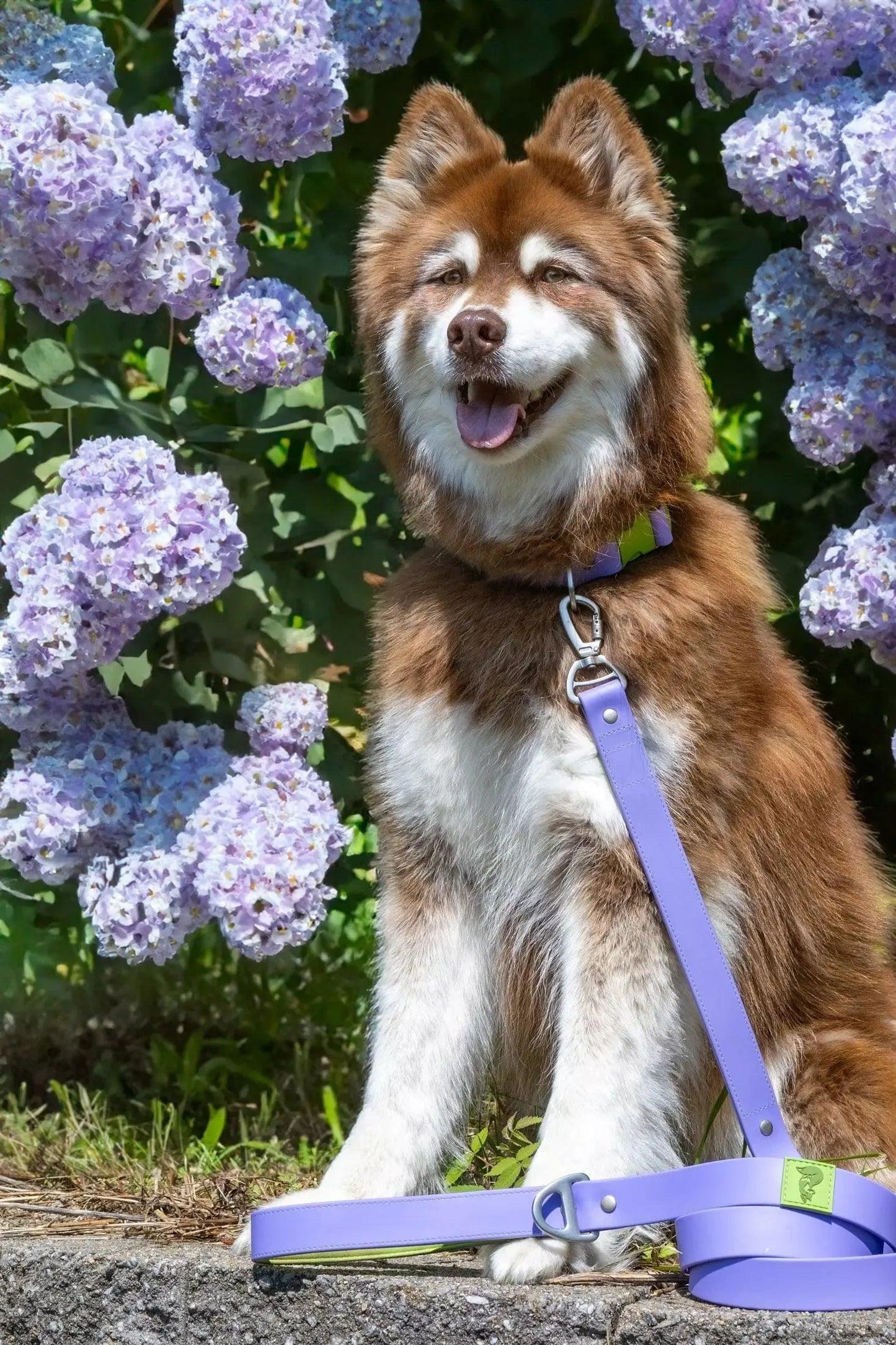Lavender Garden Waterproof Dog Collar Aria the Fox