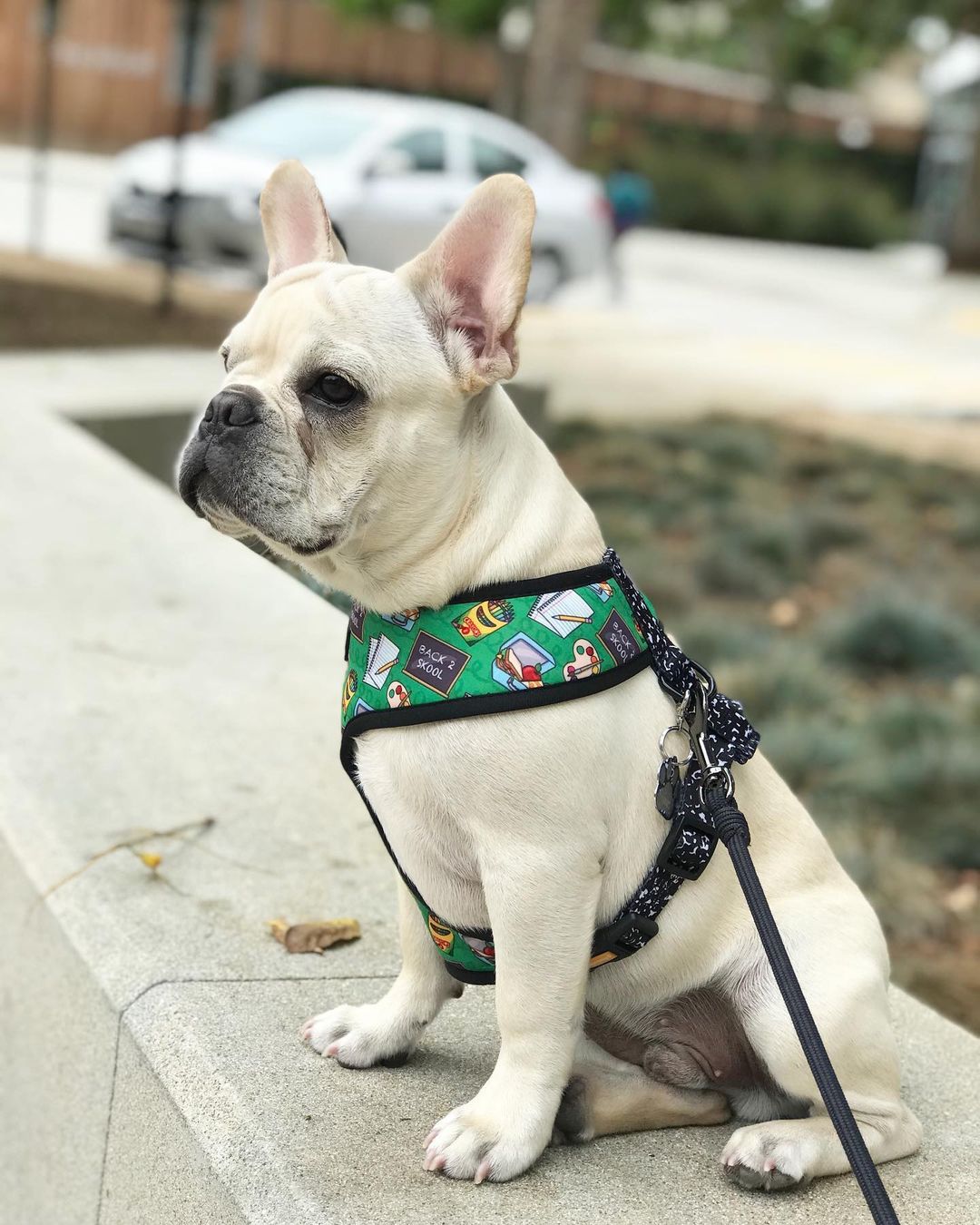 Teacher's Pet Reversible Harness Pawmigo