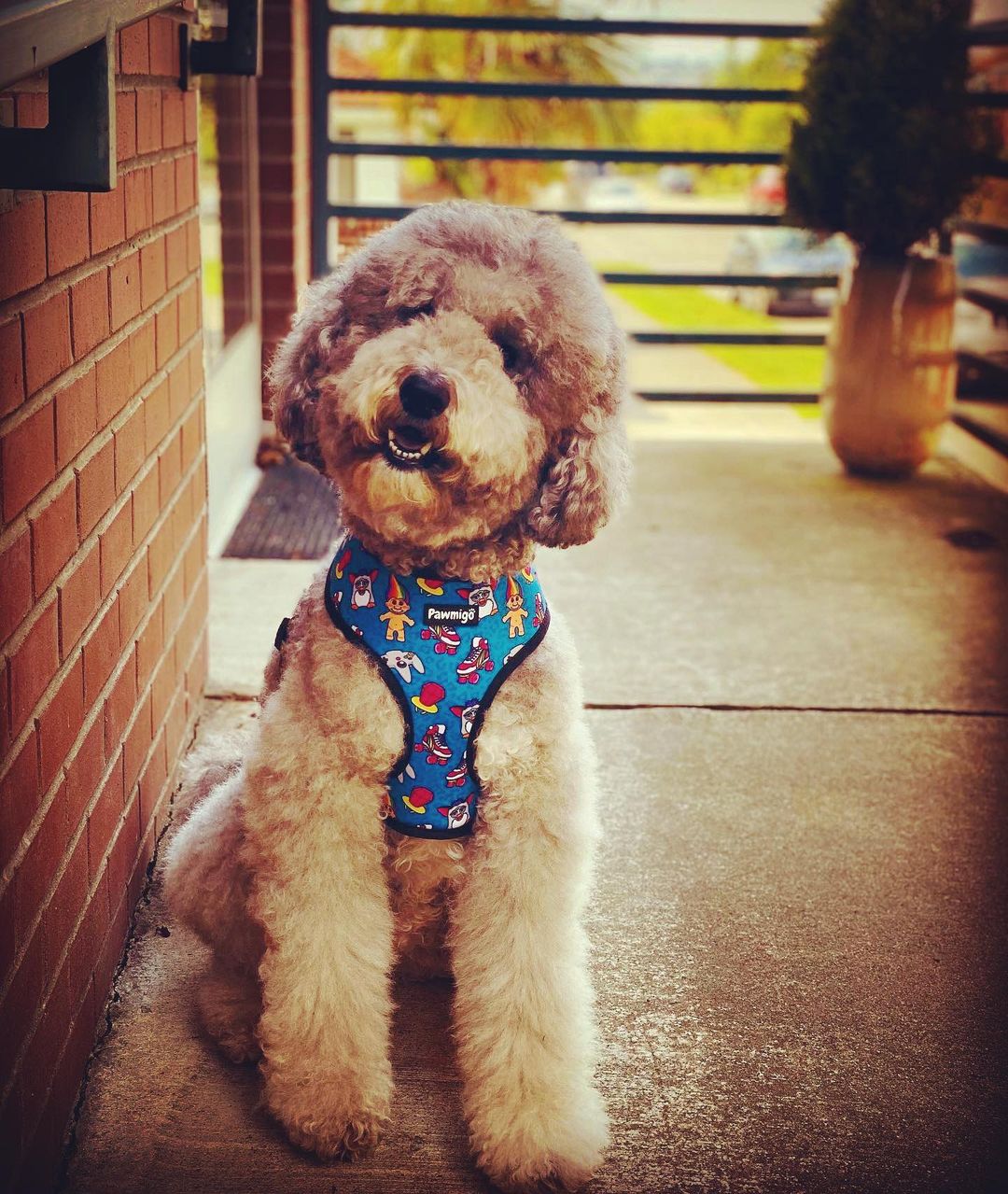90s Baby Reversible Harness Pawmigo