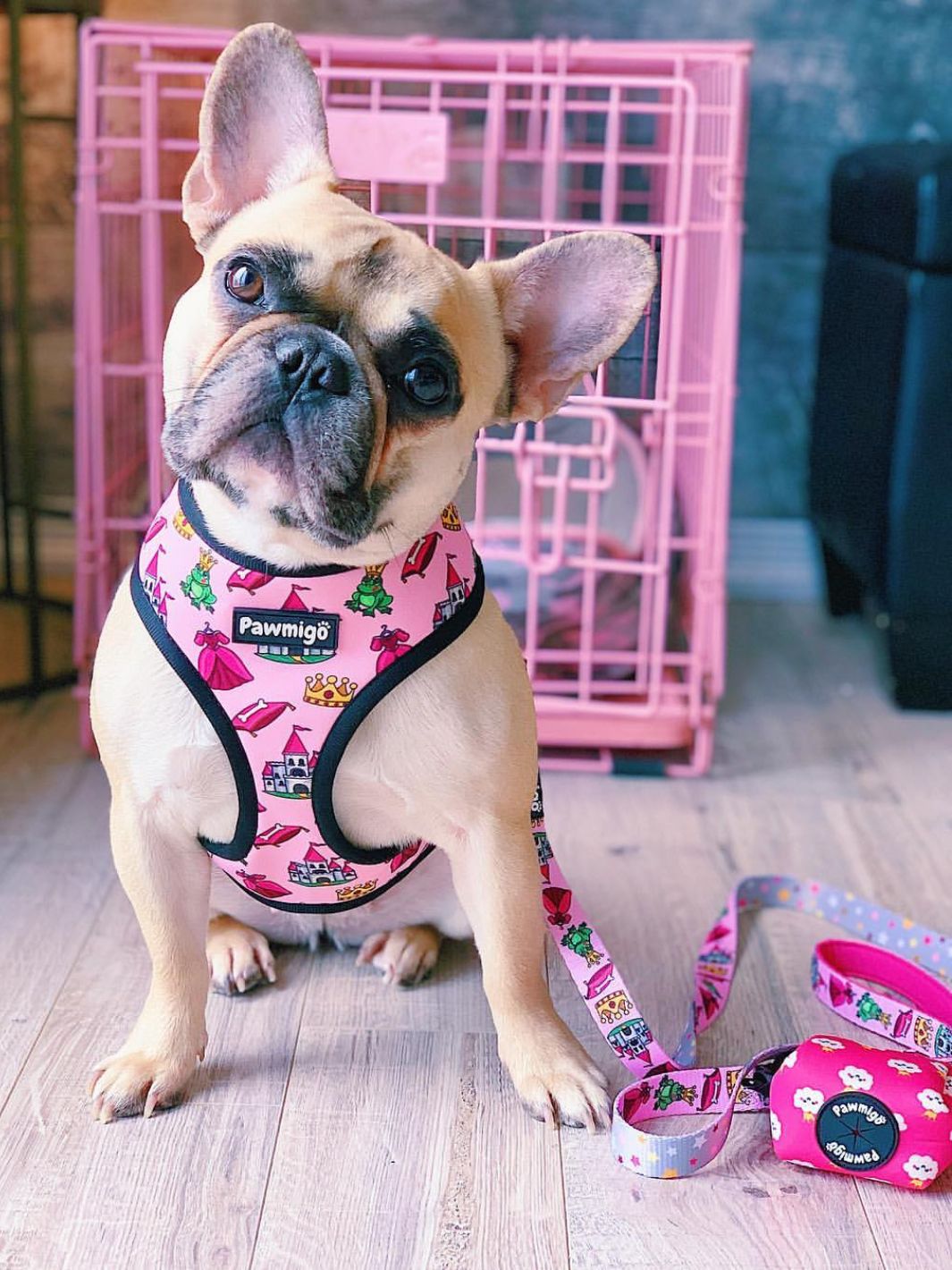 Fairytail Leash Kit Pawmigo