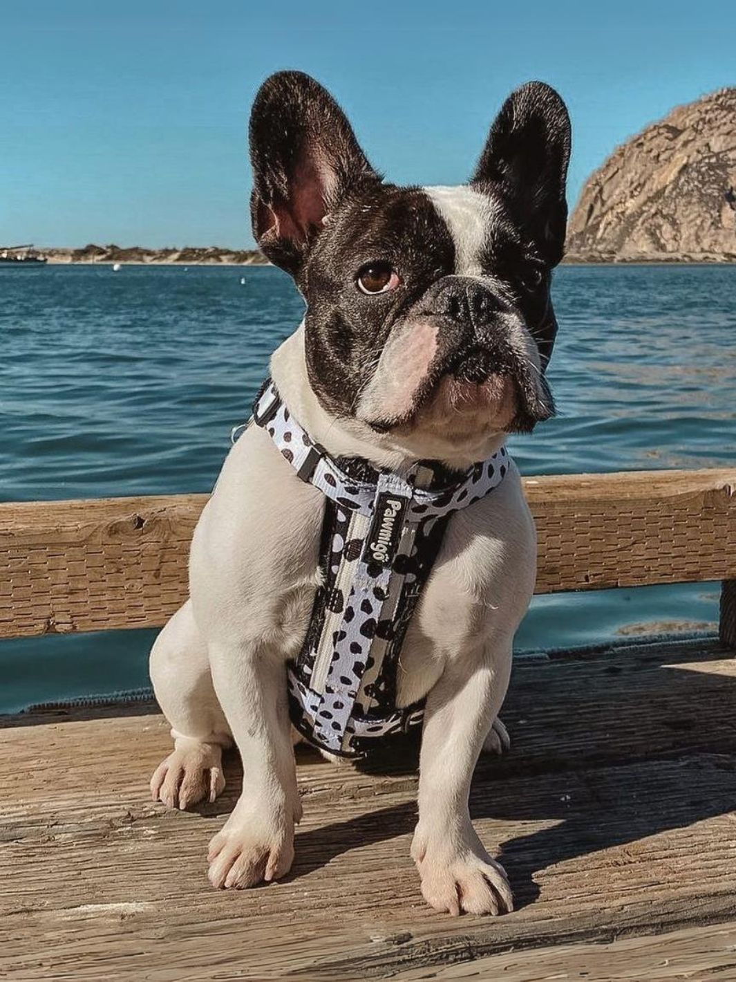 Polka Dog X-Fit Harness Pawmigo