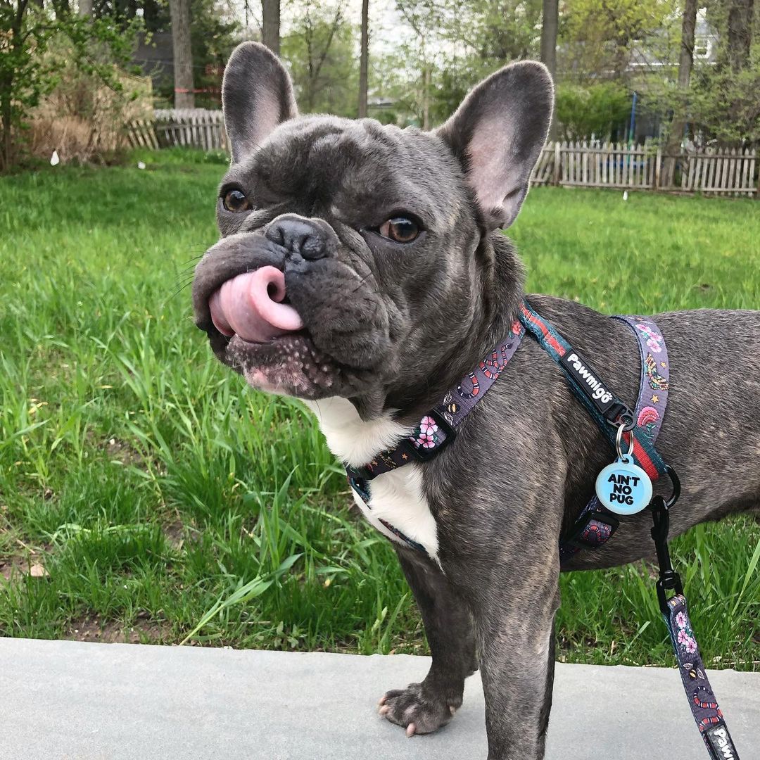 May Flowers Free-Fit Harness Pawmigo