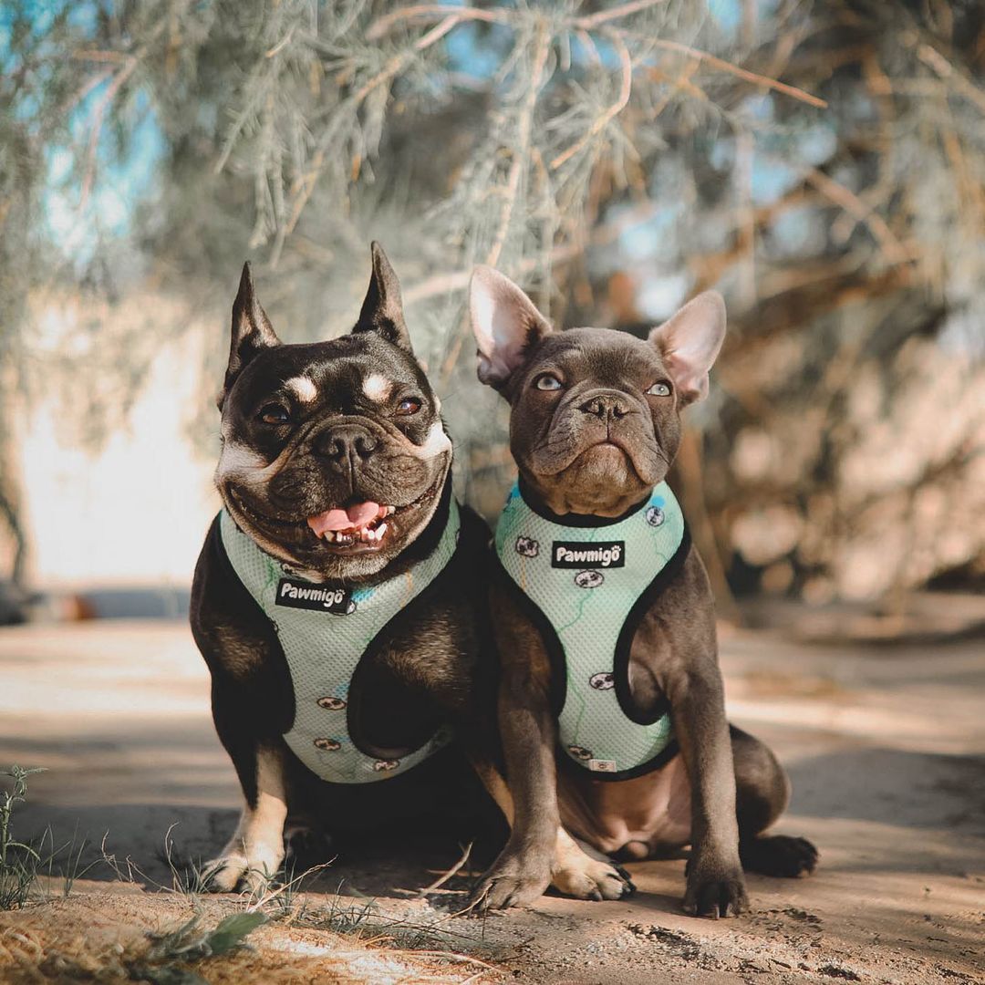 Muddy Paws Reversible Harness Pawmigo