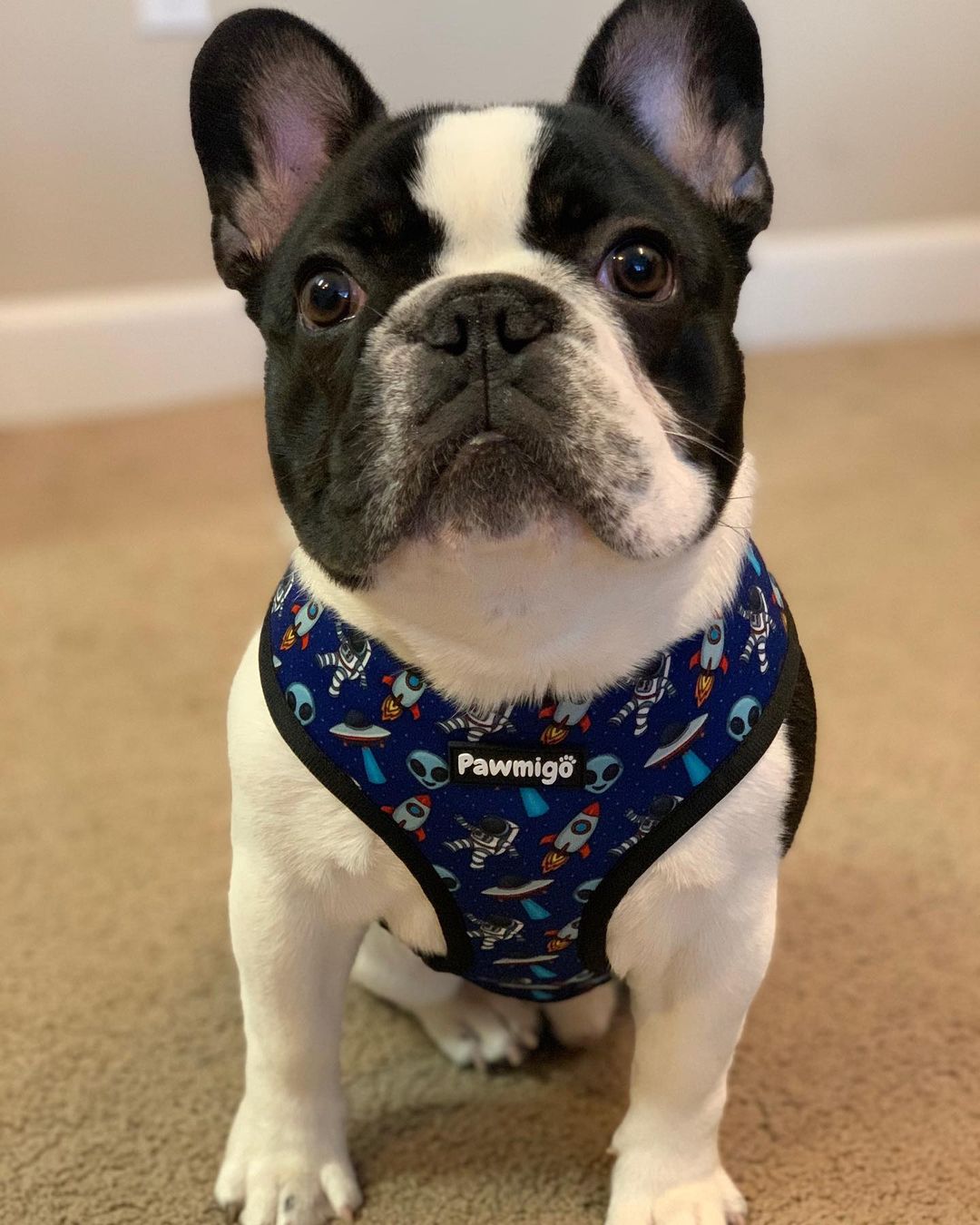 Extra-Furrestrial Reversible Harness Pawmigo