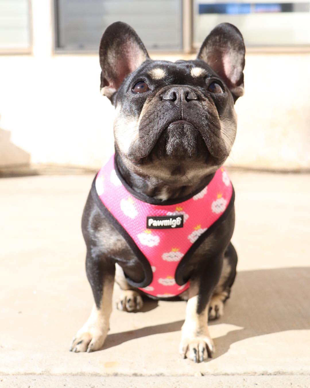 Fairytail Reversible Harness Pawmigo
