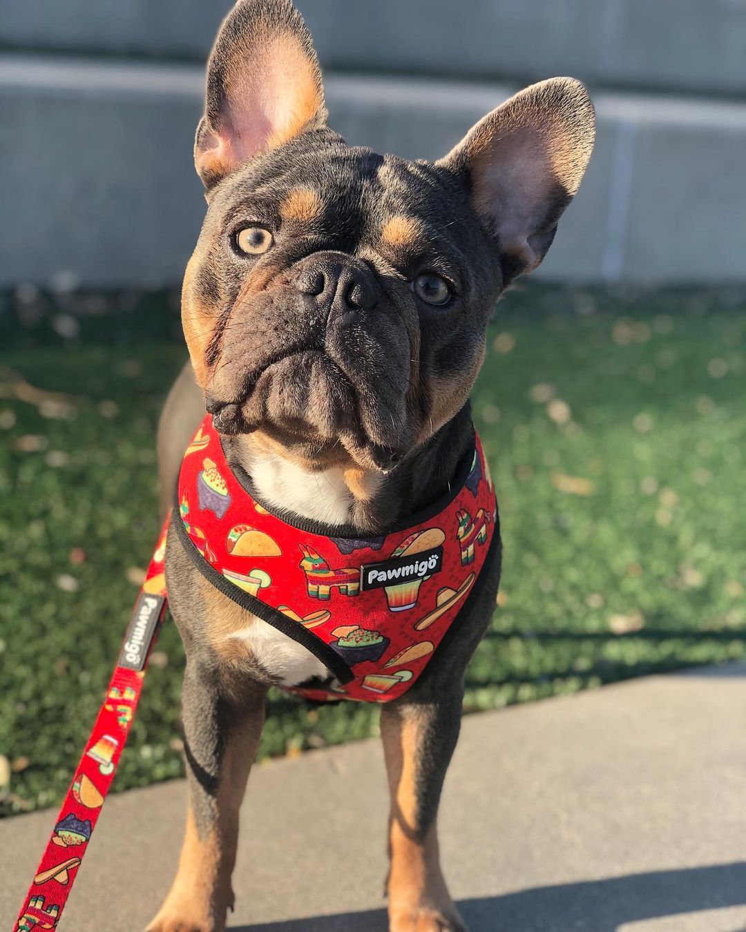 Taco Tuesday Leash Kit Pawmigo