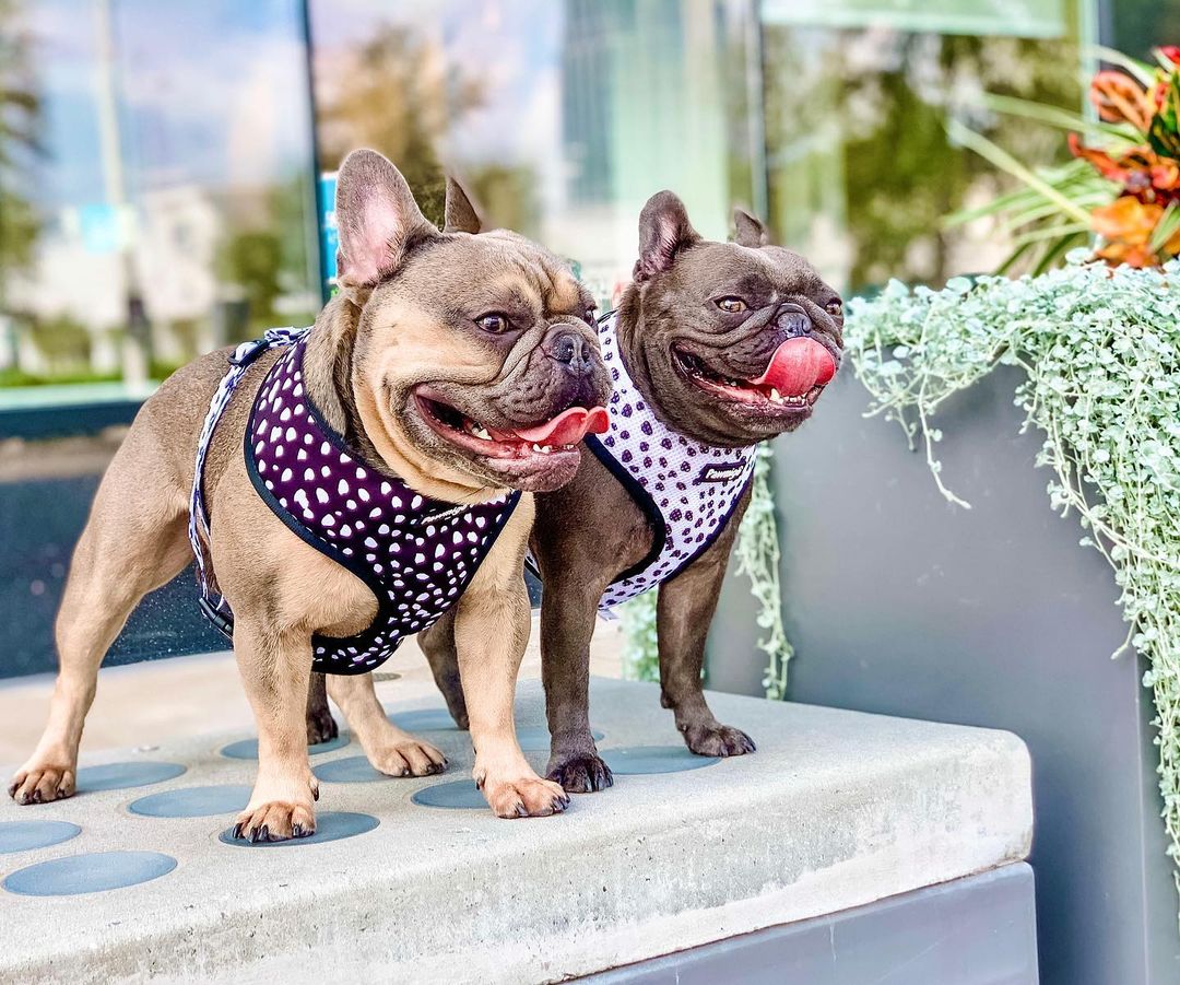 Polka Dog Reversible Harness Pawmigo