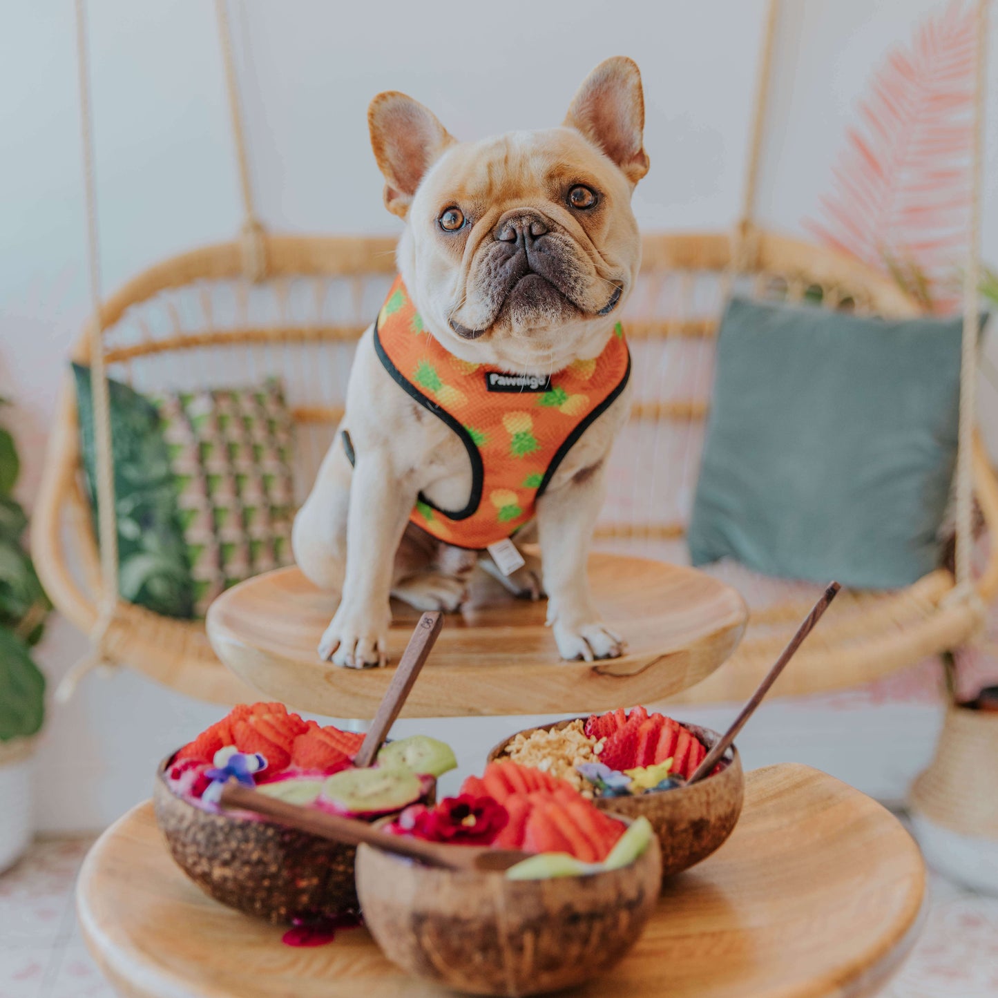 Snack Shack Reversible Harness Pawmigo