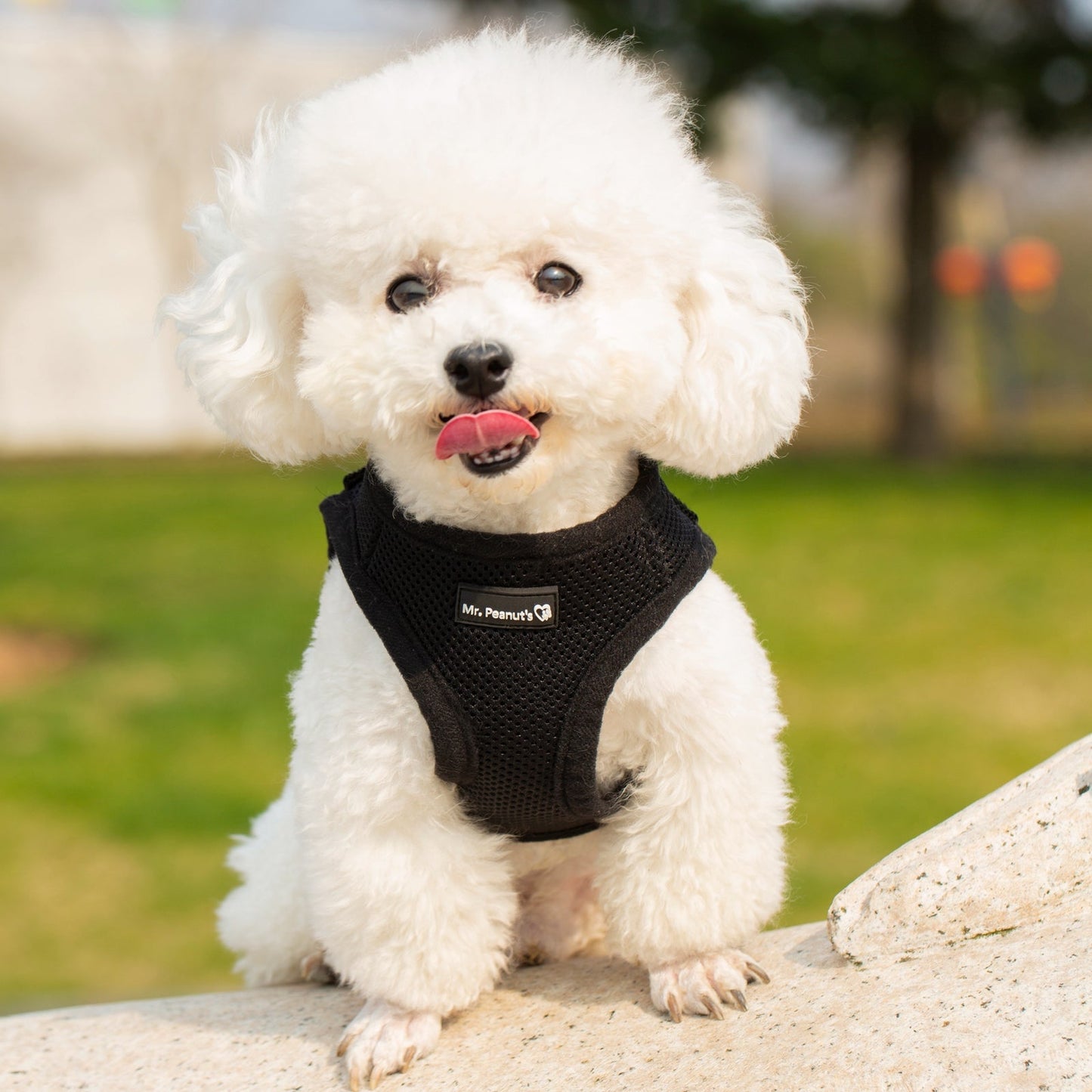 Mr. Peanut's PupTrek Harness and Leash Set, Small Dog/Cat Soft Mesh Step In Harness Vest Mr. Peanut's Pet Carriers
