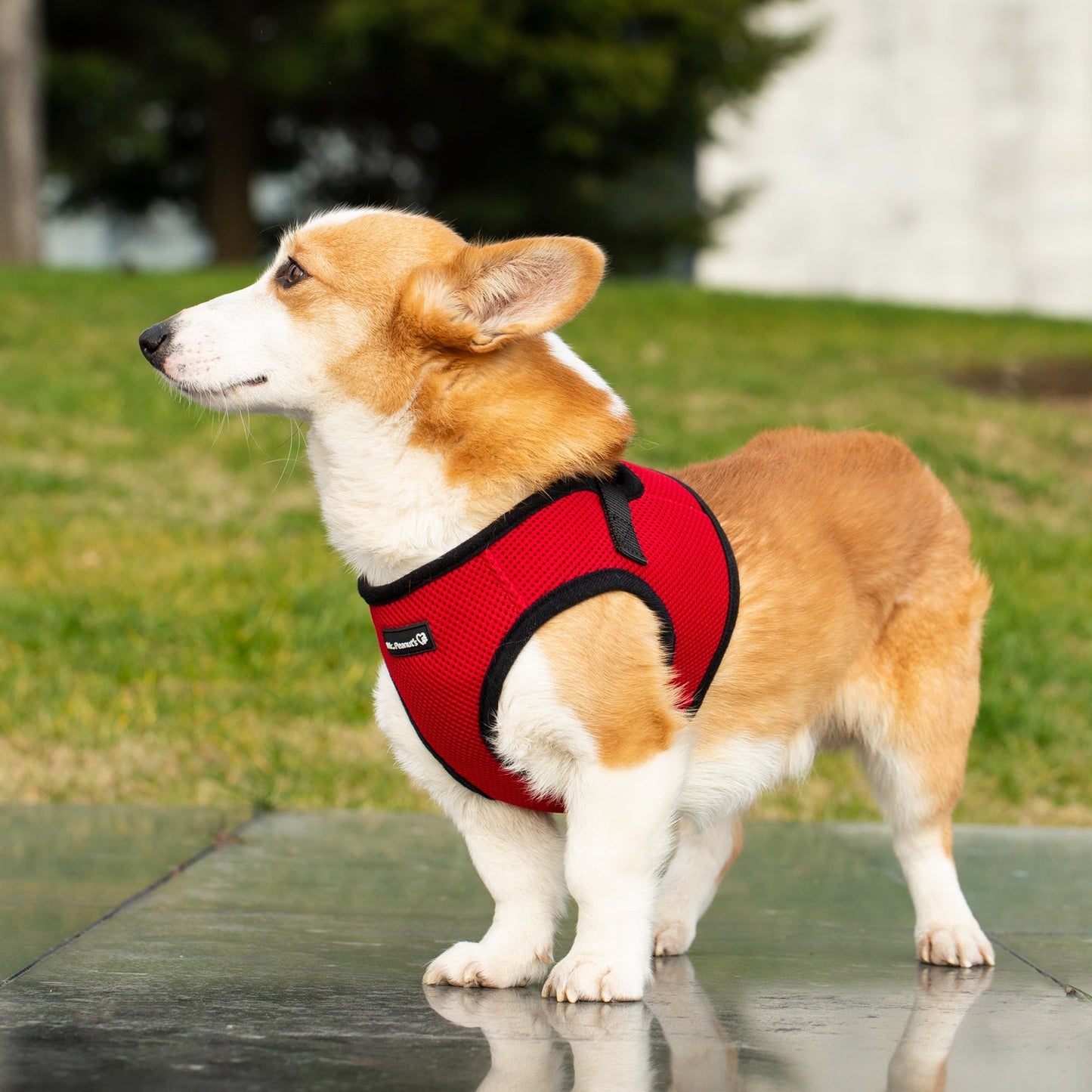 Mr. Peanut's PupTrek Harness and Leash Set, Small Dog/Cat Soft Mesh Step In Harness Vest Mr. Peanut's Pet Carriers