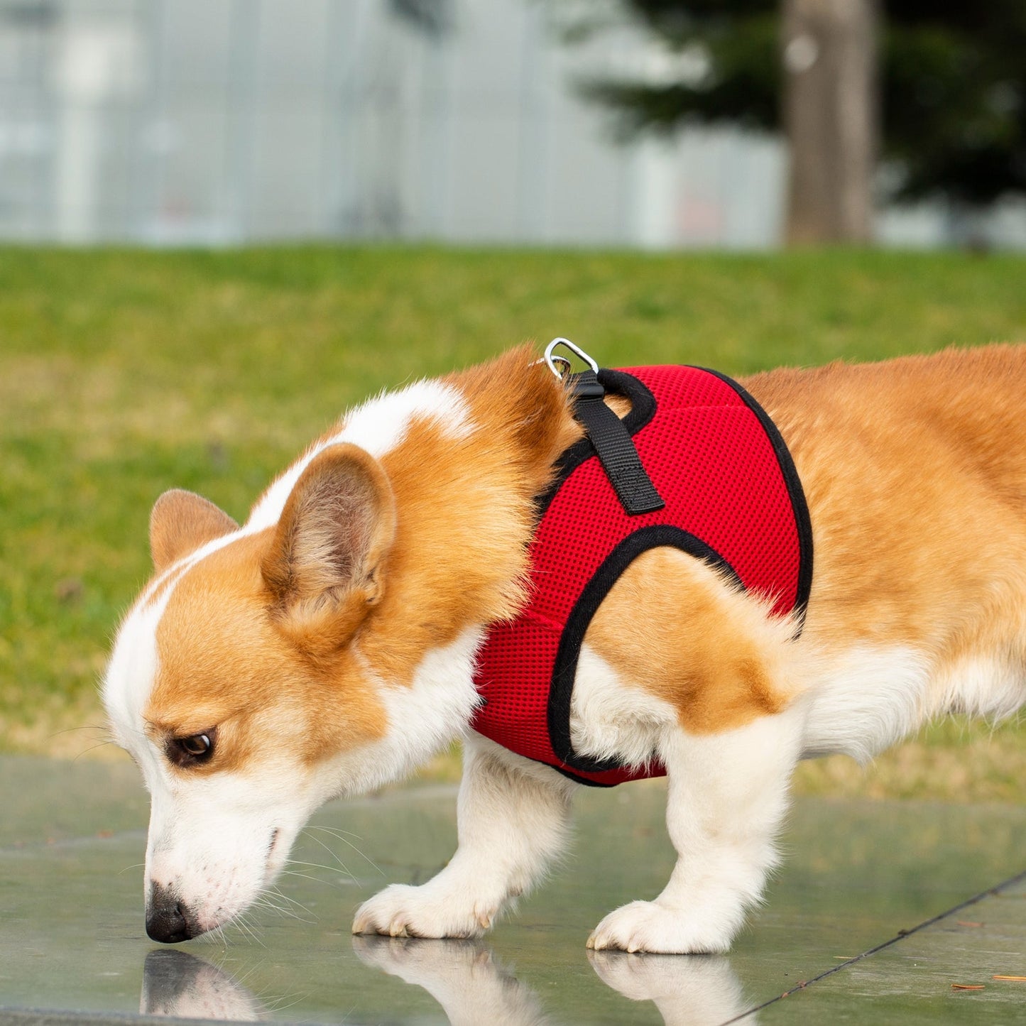 Mr. Peanut's PupTrek Harness and Leash Set, Small Dog/Cat Soft Mesh Step In Harness Vest Mr. Peanut's Pet Carriers