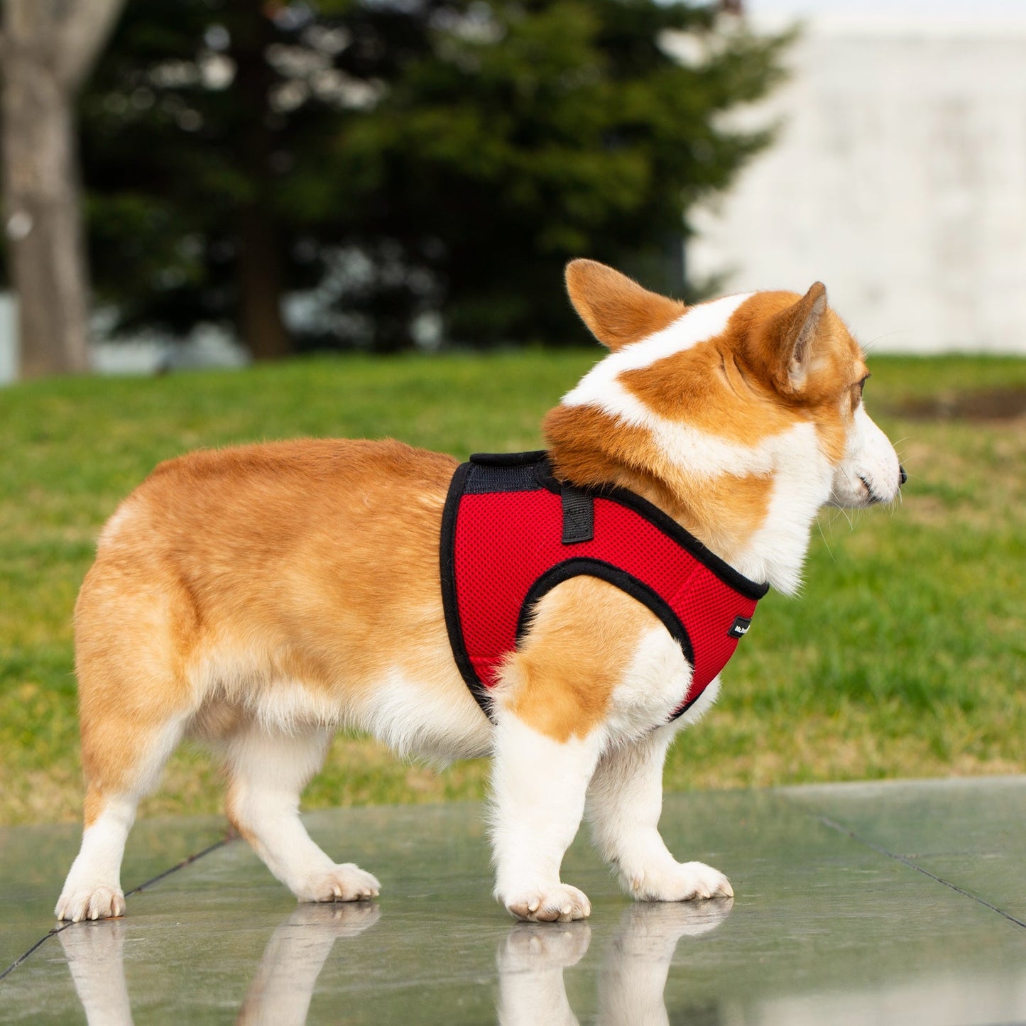 Mr. Peanut's PupTrek Harness and Leash Set, Small Dog/Cat Soft Mesh Step In Harness Vest Mr. Peanut's Pet Carriers