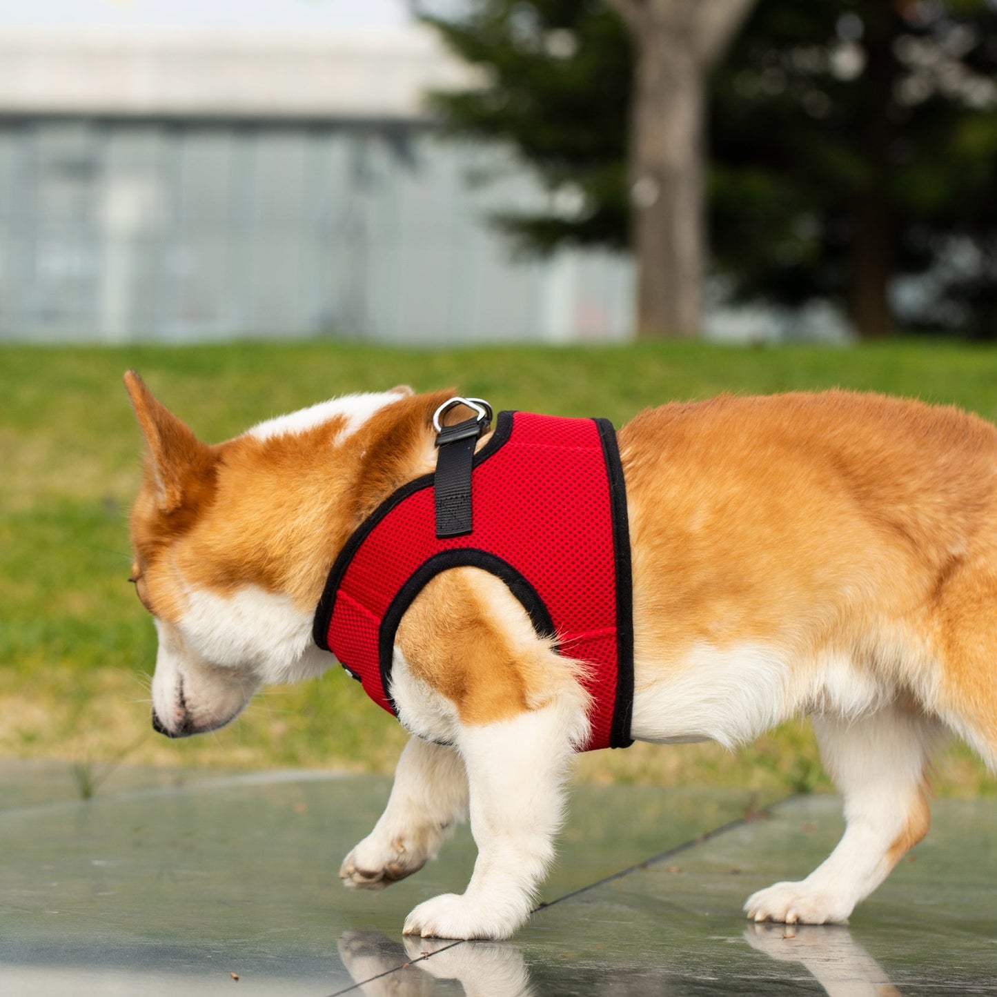 Mr. Peanut's PupTrek Harness and Leash Set, Small Dog/Cat Soft Mesh Step In Harness Vest Mr. Peanut's Pet Carriers