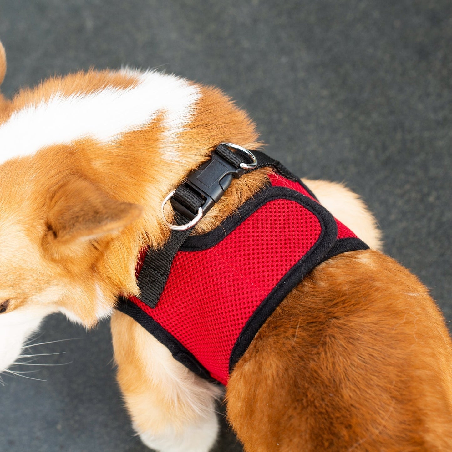 Mr. Peanut's PupTrek Harness and Leash Set, Small Dog/Cat Soft Mesh Step In Harness Vest Mr. Peanut's Pet Carriers