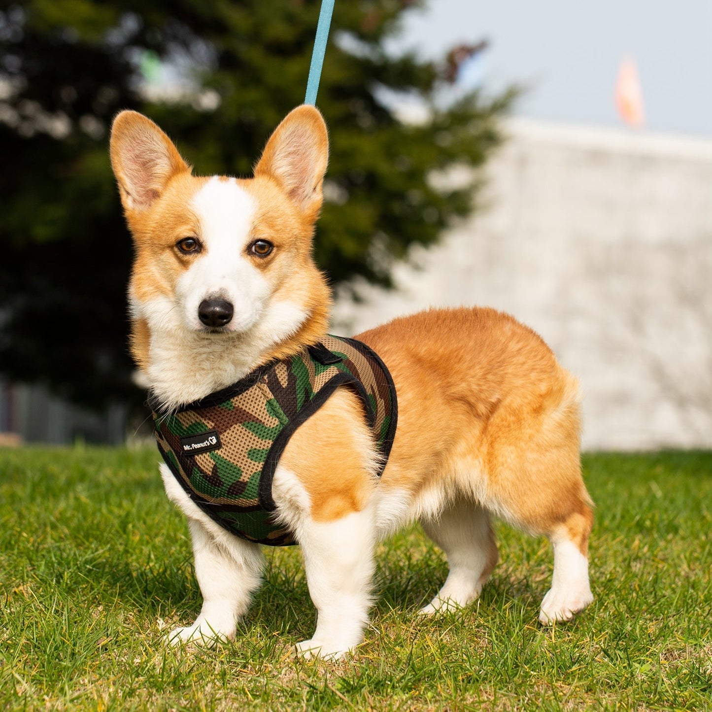 Mr. Peanut's PupTrek Harness and Leash Set, Small Dog/Cat Soft Mesh Step In Harness Vest Mr. Peanut's Pet Carriers