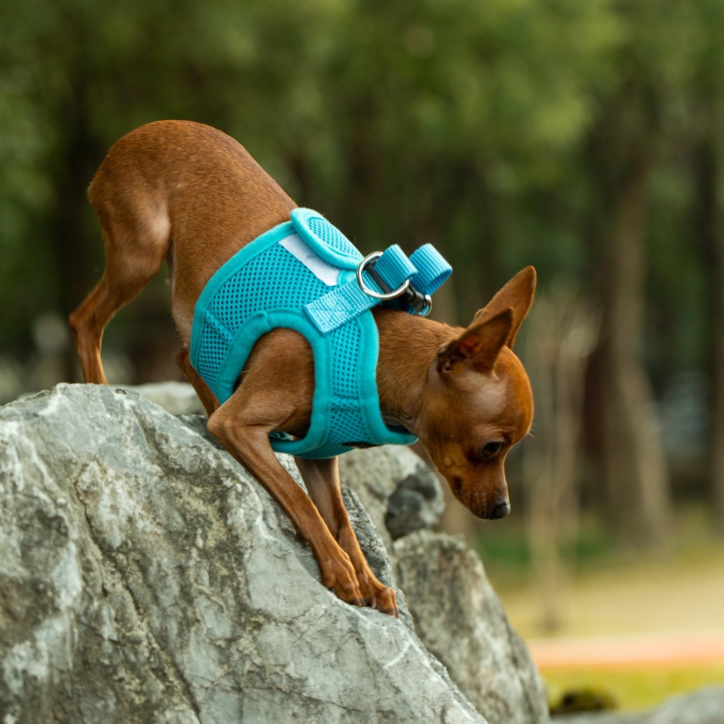 Mr. Peanut's PupTrek Harness and Leash Set, Small Dog/Cat Soft Mesh Step In Harness Vest Mr. Peanut's Pet Carriers