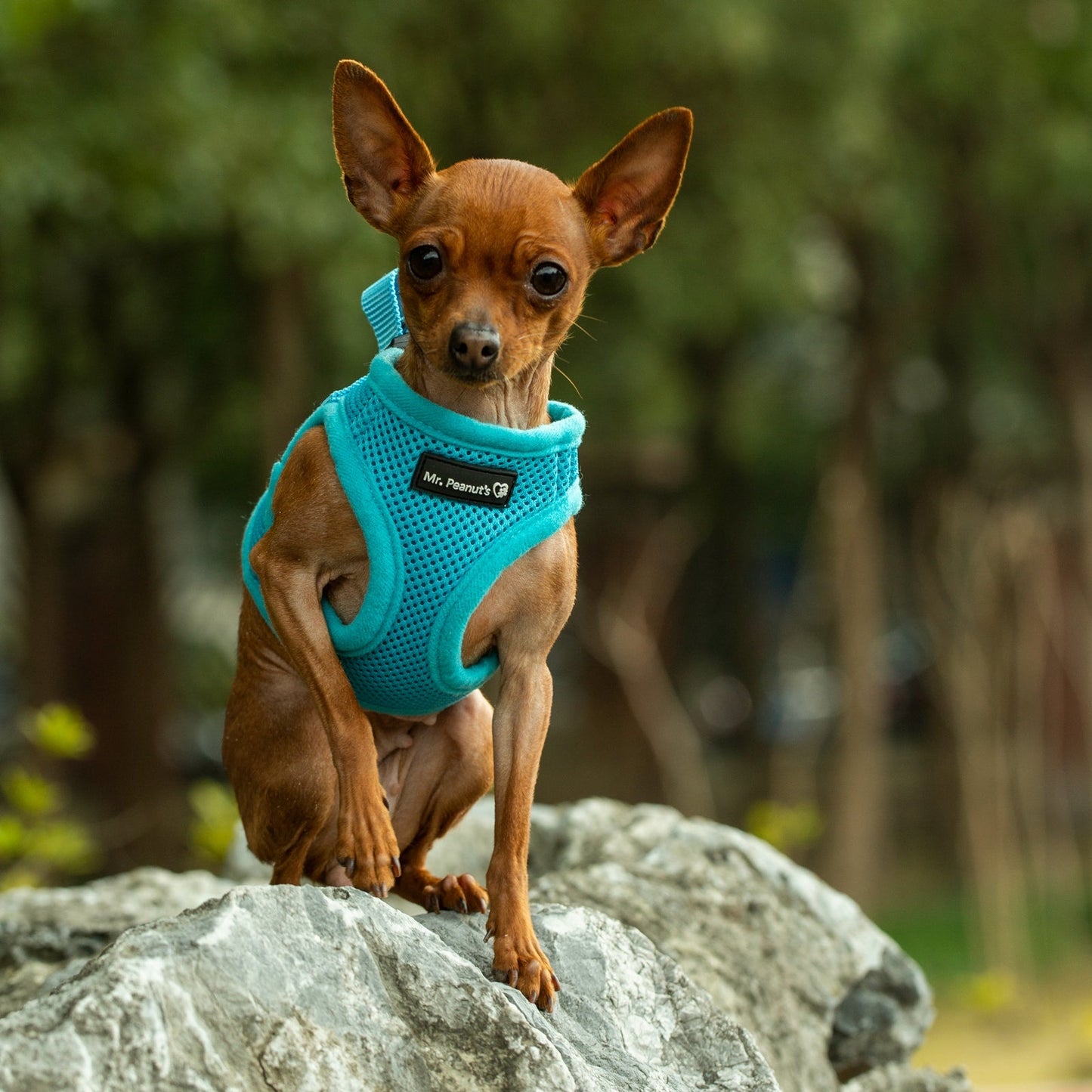 Mr. Peanut's PupTrek Harness and Leash Set, Small Dog/Cat Soft Mesh Step In Harness Vest Mr. Peanut's Pet Carriers