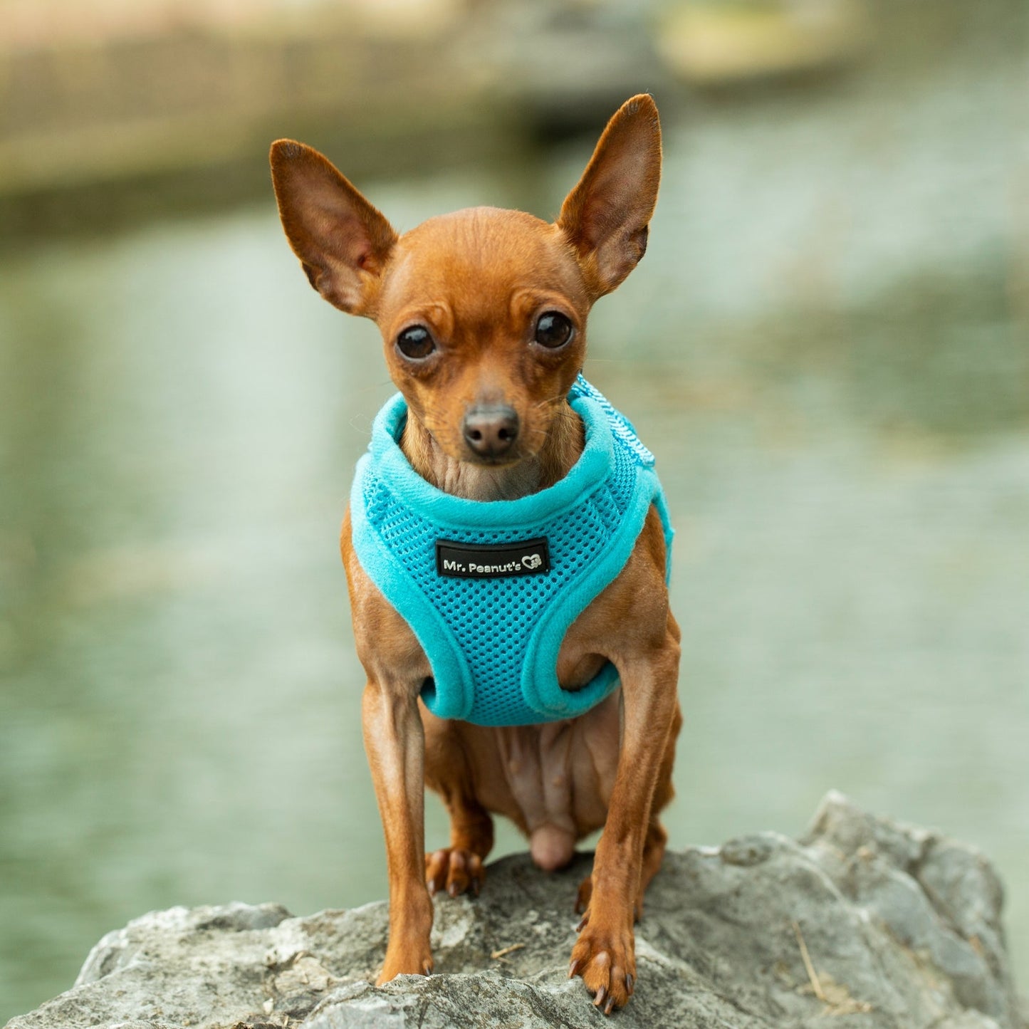 Mr. Peanut's PupTrek Harness and Leash Set, Small Dog/Cat Soft Mesh Step In Harness Vest Mr. Peanut's Pet Carriers
