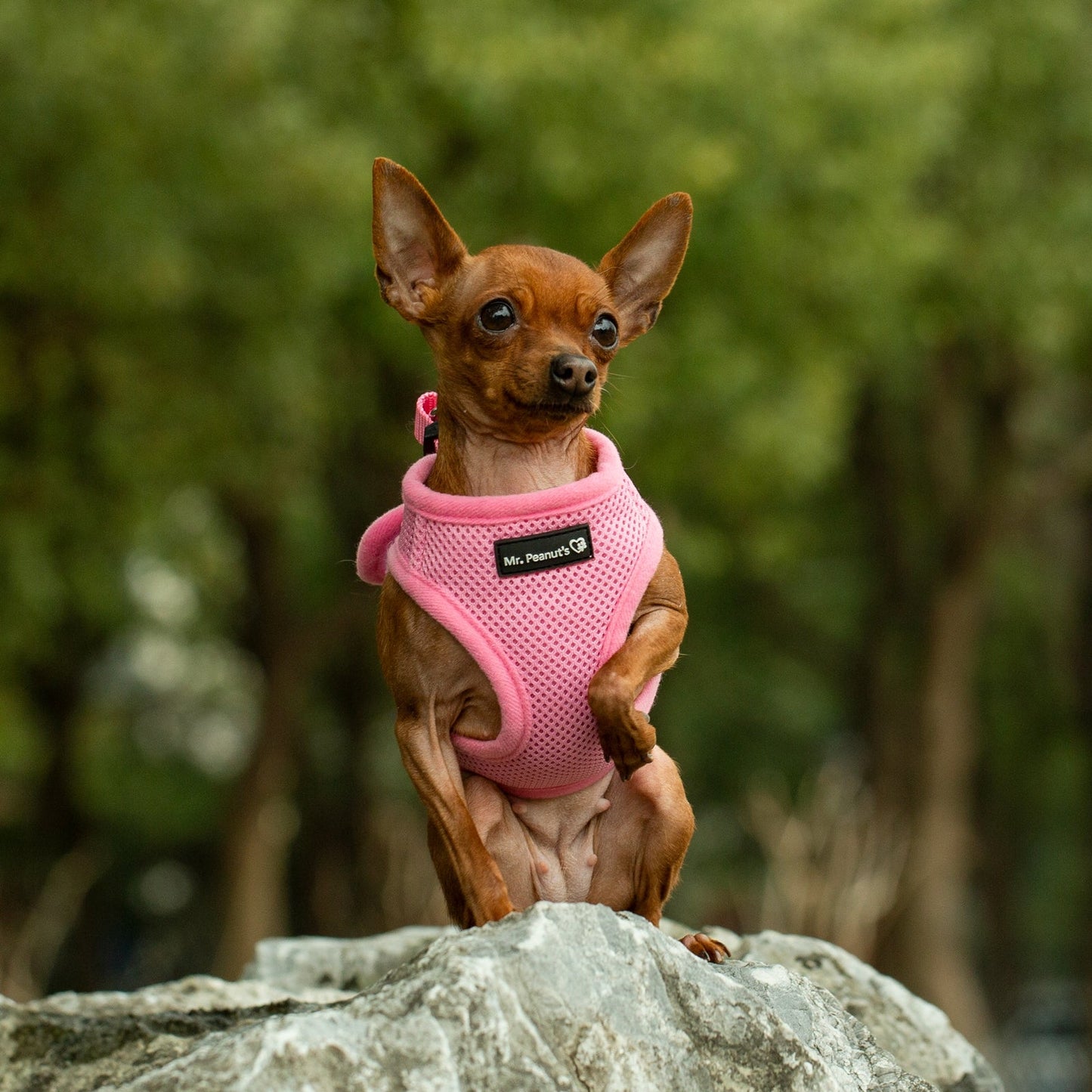 Mr. Peanut's PupTrek Harness and Leash Set, Small Dog/Cat Soft Mesh Step In Harness Vest Mr. Peanut's Pet Carriers