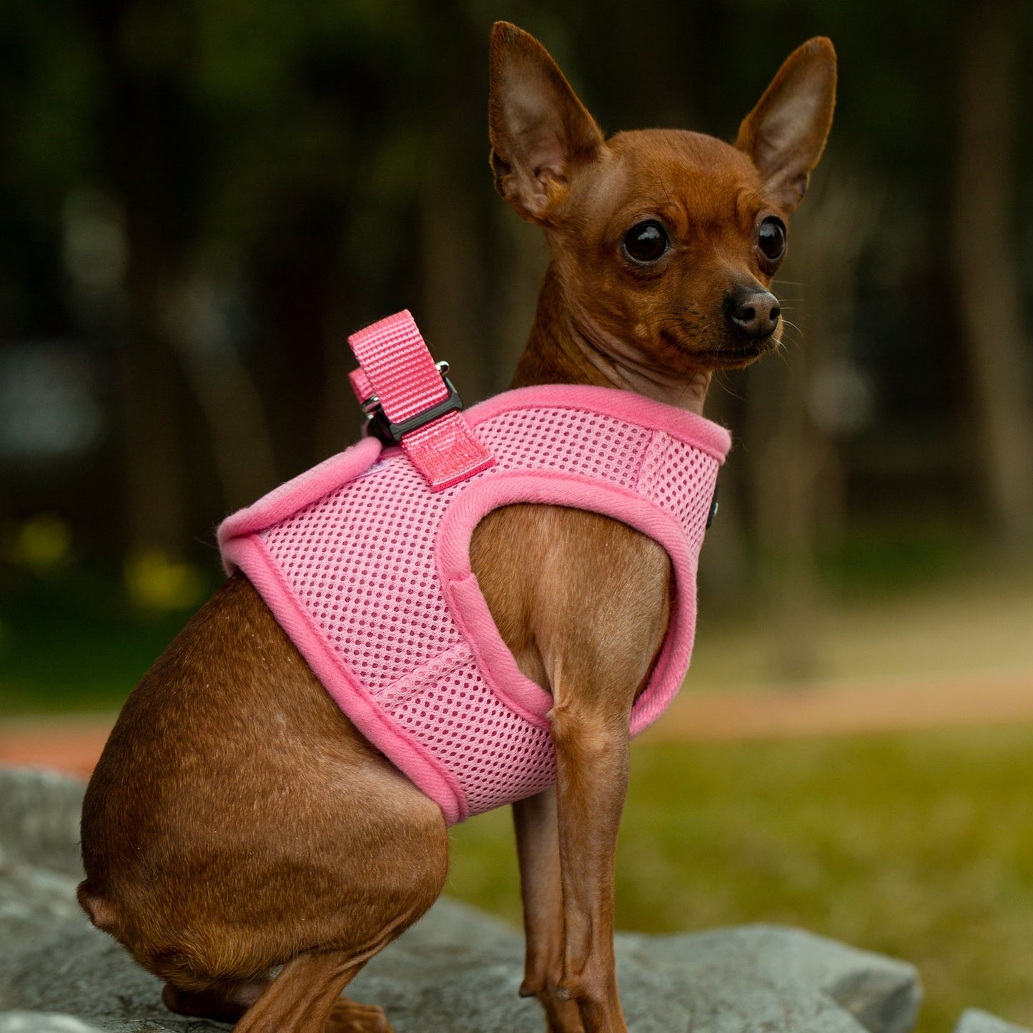 Mr. Peanut's PupTrek Harness and Leash Set, Small Dog/Cat Soft Mesh Step In Harness Vest Mr. Peanut's Pet Carriers