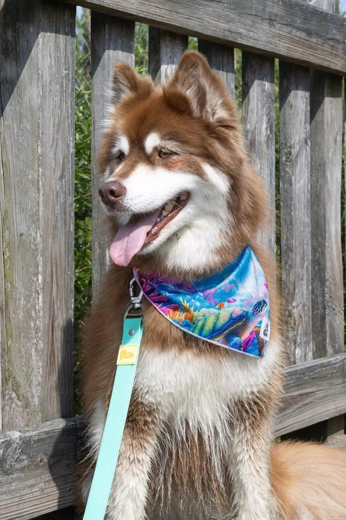 Sea Turtle Swim Dog Bandana Aria the Fox