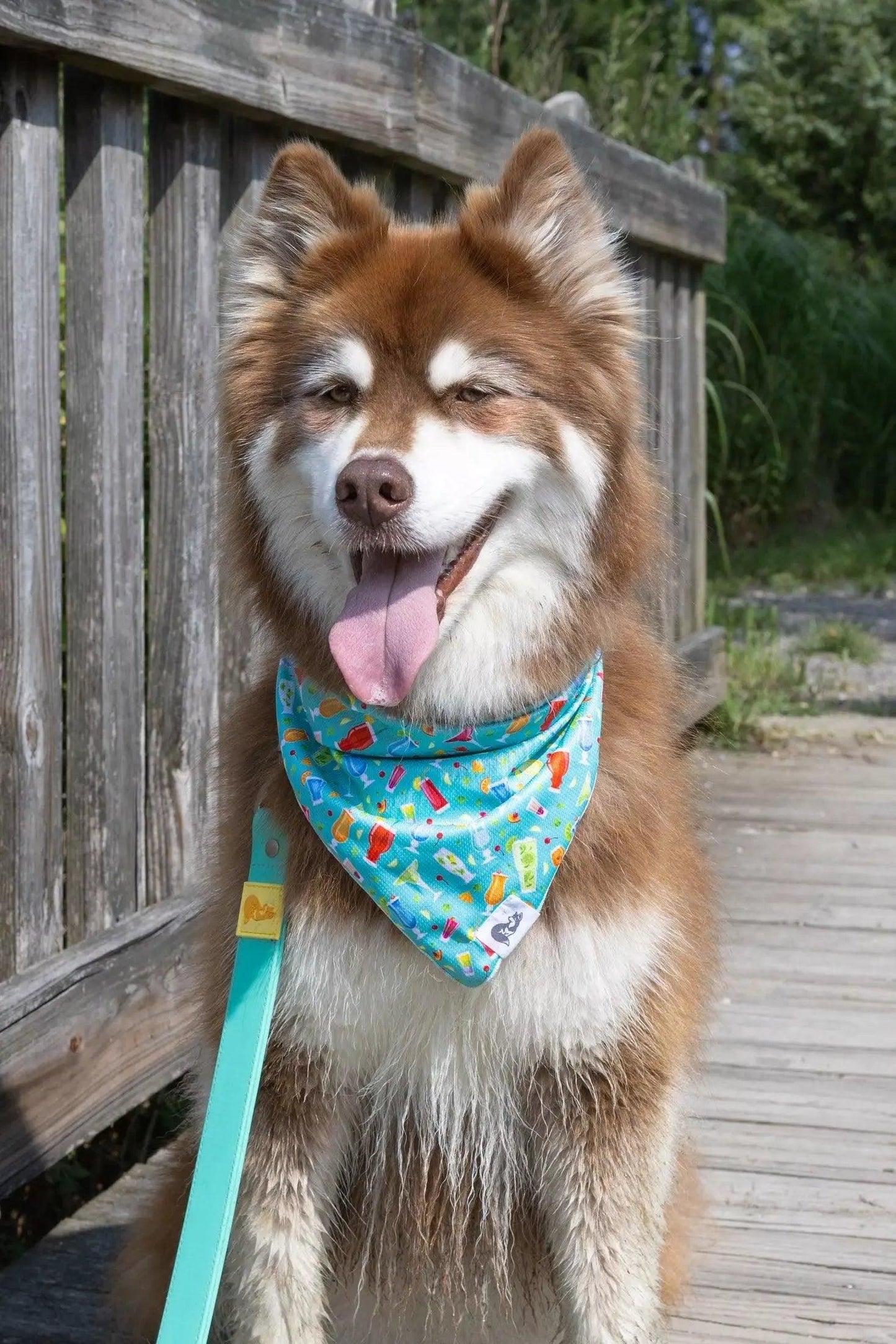Seaside Sips Dog Bandana Aria the Fox