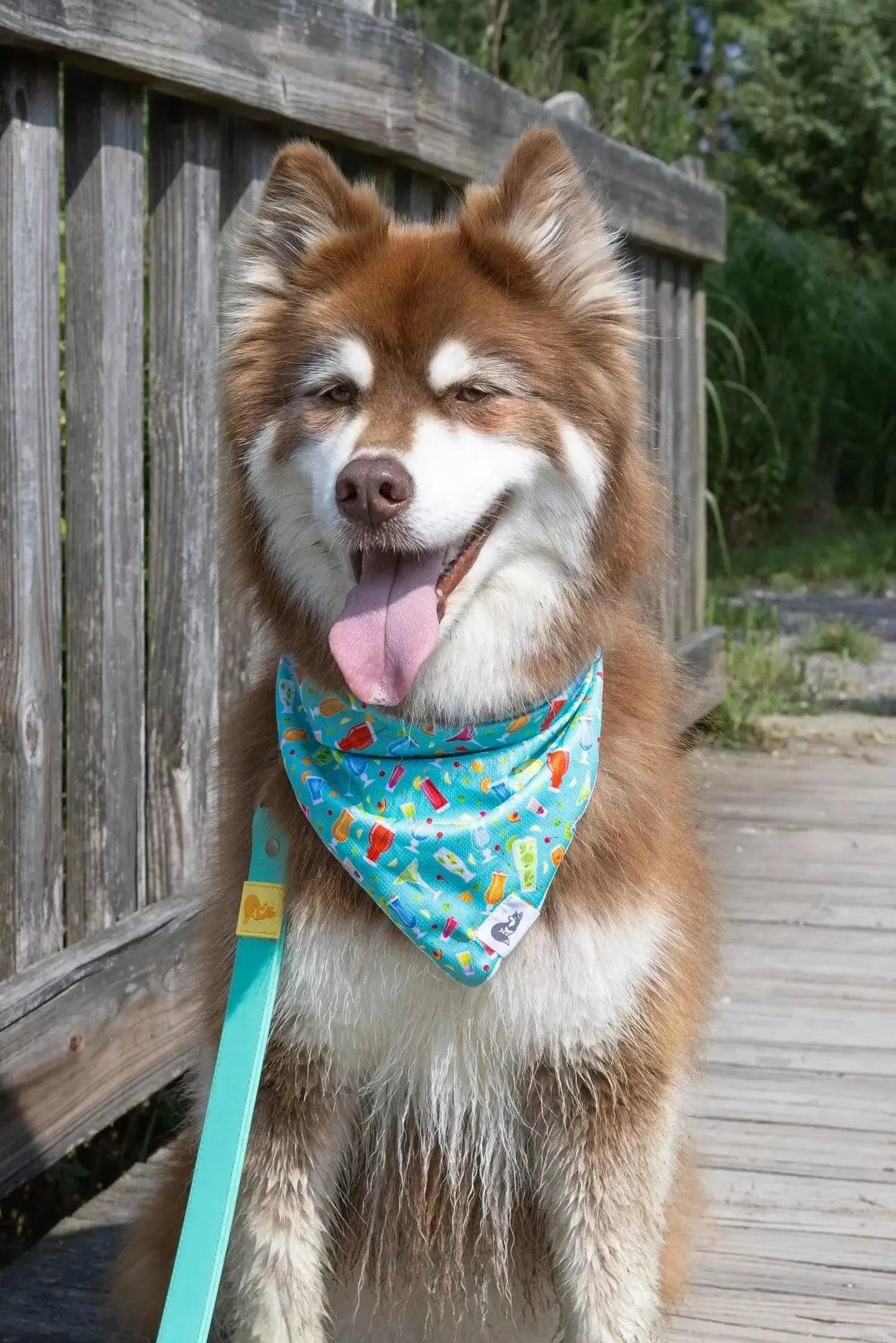 Seaside Sips Dog Bandana & Matching Keychain Aria the Fox