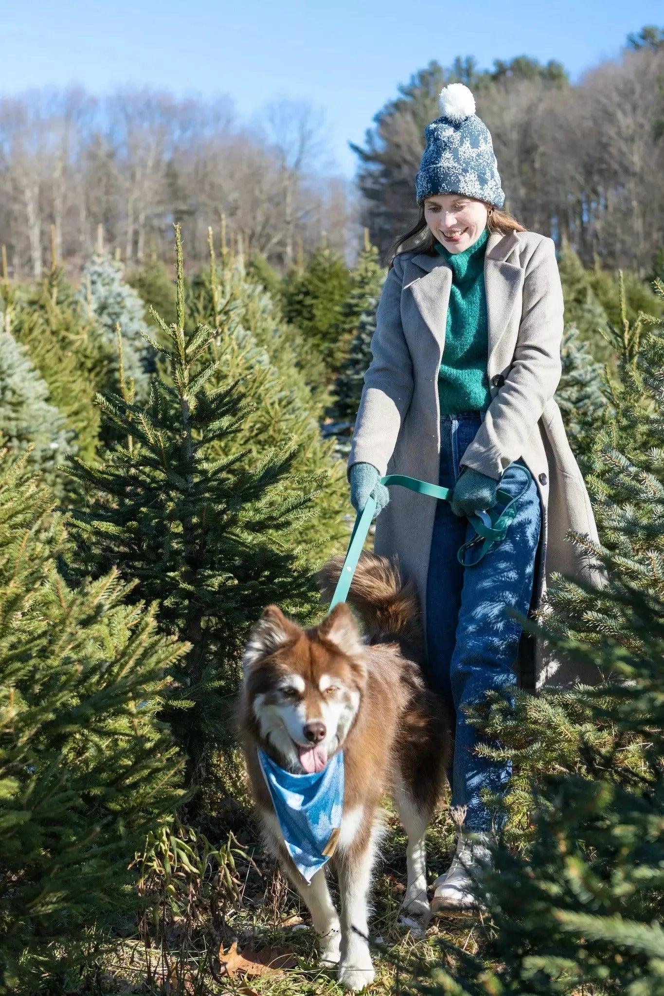 Siberian Spruce Dog Bandana Aria the Fox