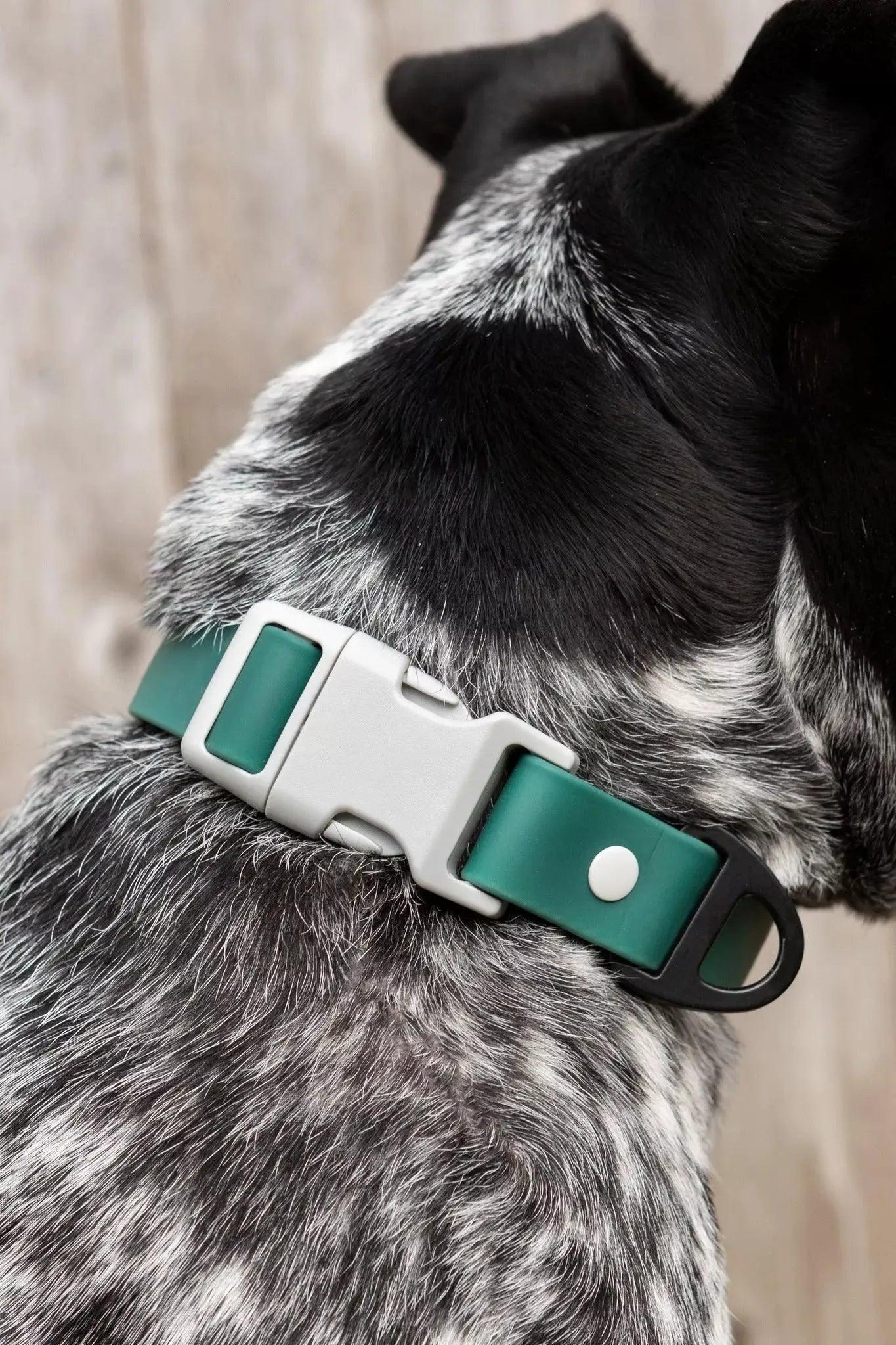 Siberian Spruce Waterproof Dog Collar Aria the Fox