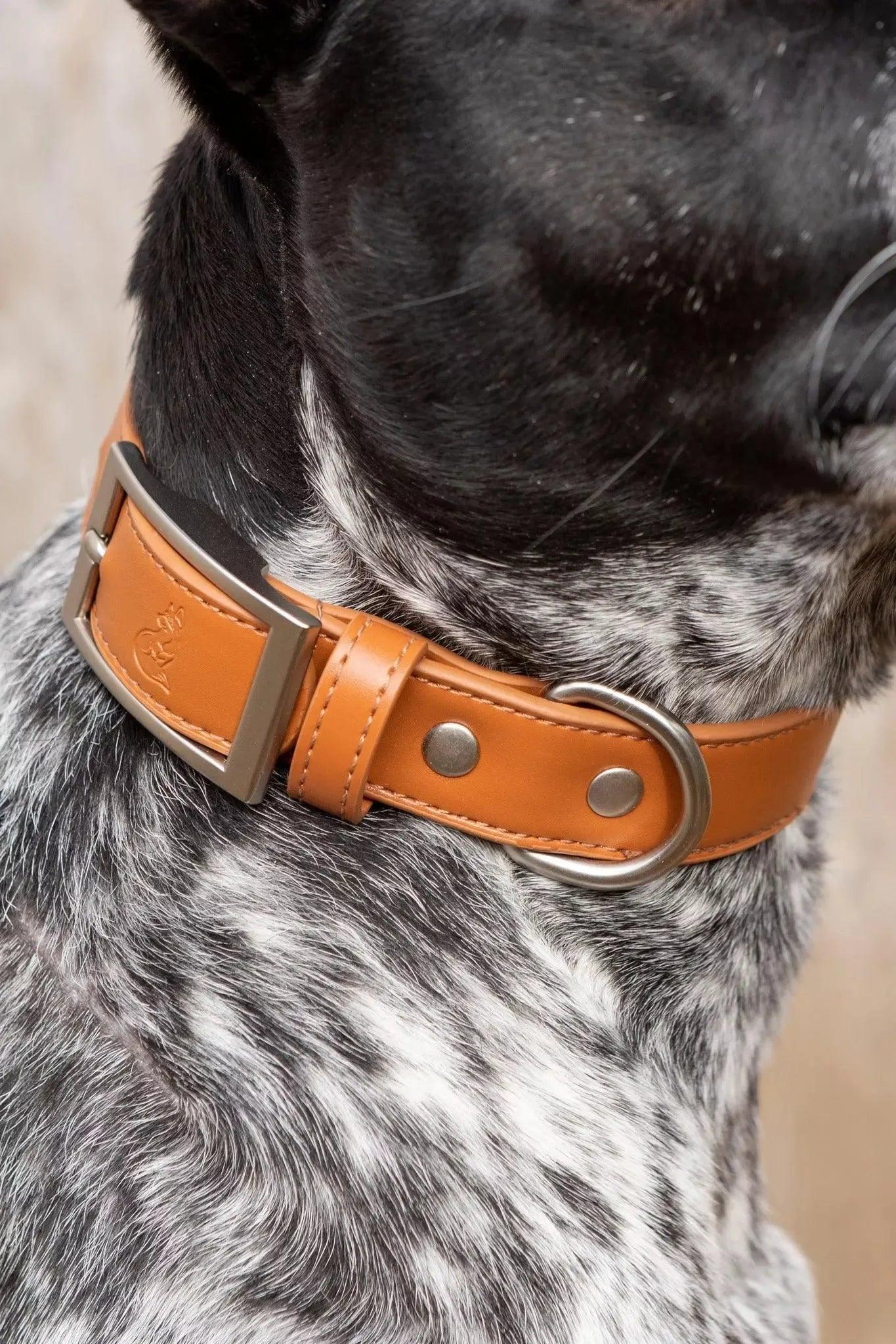 Sierra Sunrise Vegan Leather Dog Collar Aria the Fox