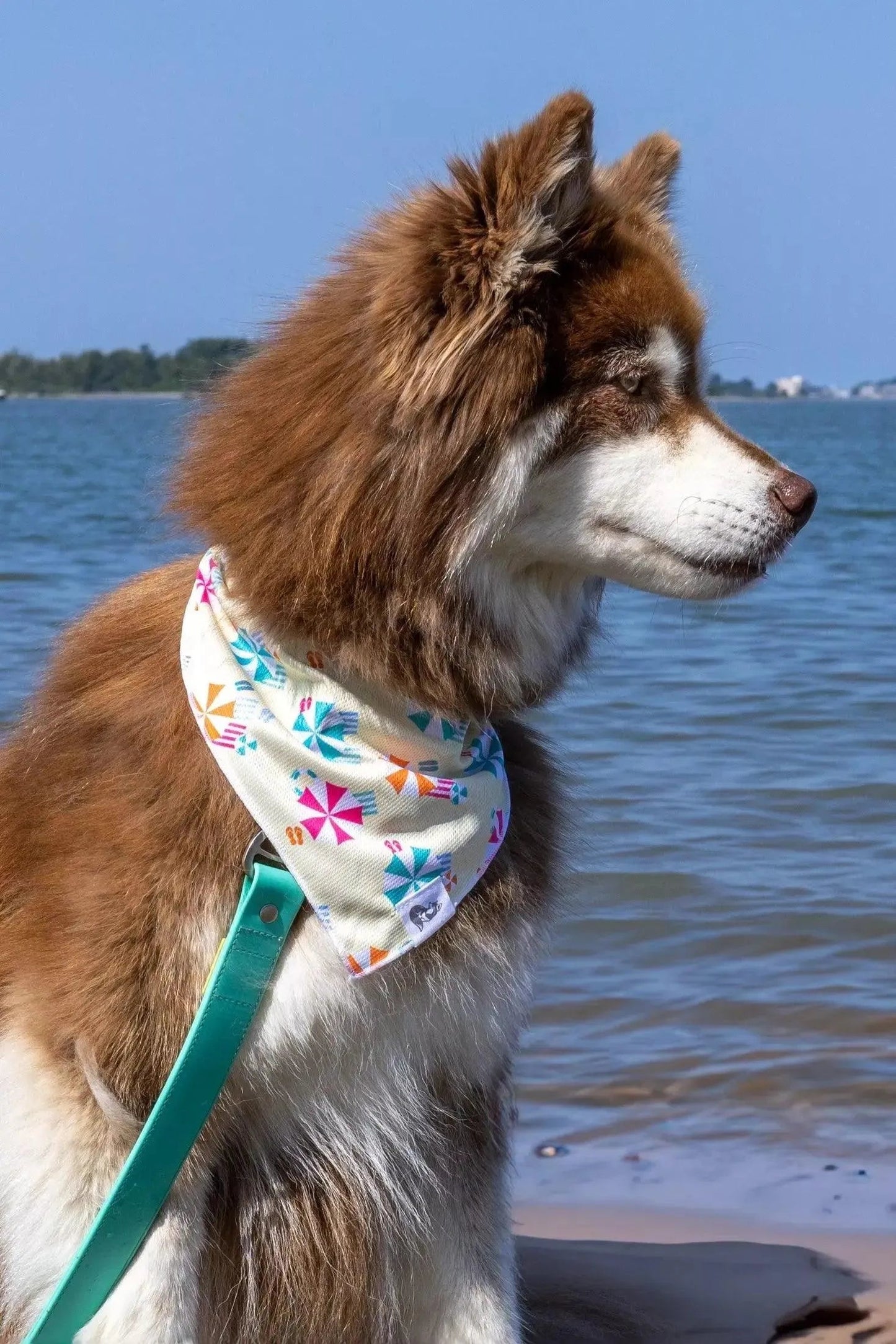 Sun & Shade Dog Bandana & Matching Keychain Aria the Fox