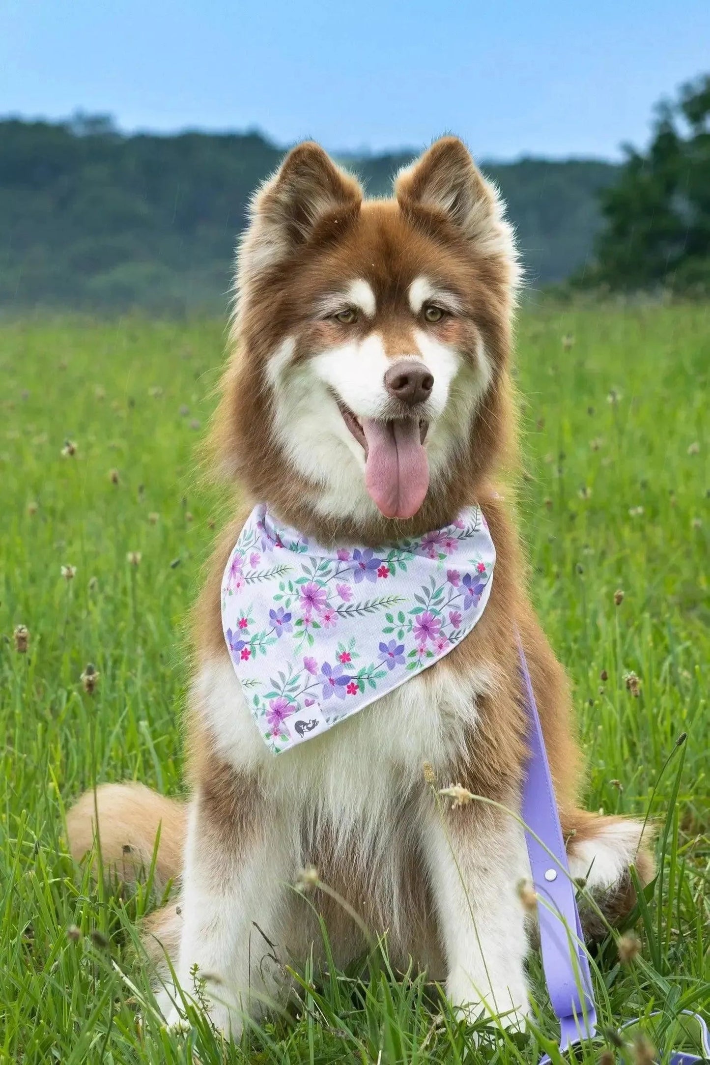 Wildflower Meadow Dog Bandana & Matching Keychain Aria the Fox