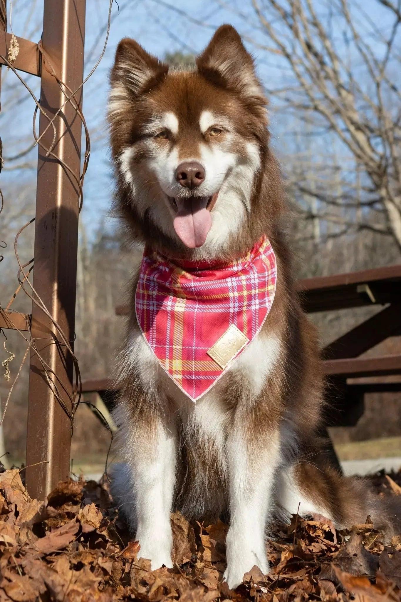 Wine Plaid Dog Bandana Aria the Fox