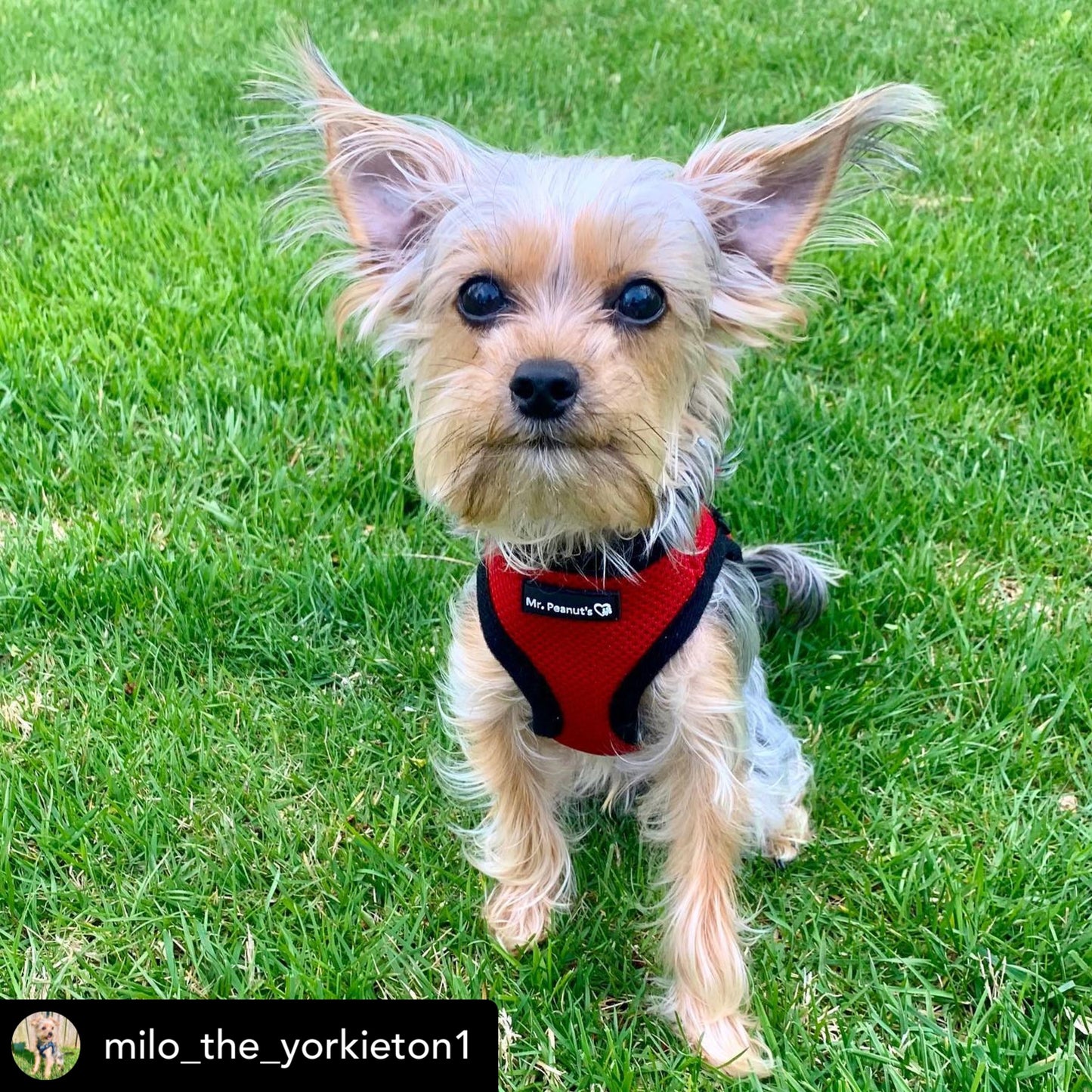 Mr. Peanut's PupTrek Harness and Leash Set, Small Dog/Cat Soft Mesh Step In Harness Vest Mr. Peanut's Pet Carriers
