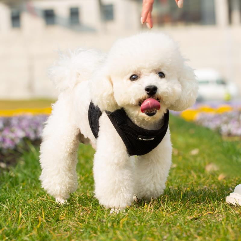 Mr. Peanut's PupTrek Harness and Leash Set, Small Dog/Cat Soft Mesh Step In Harness Vest Mr. Peanut's Pet Carriers
