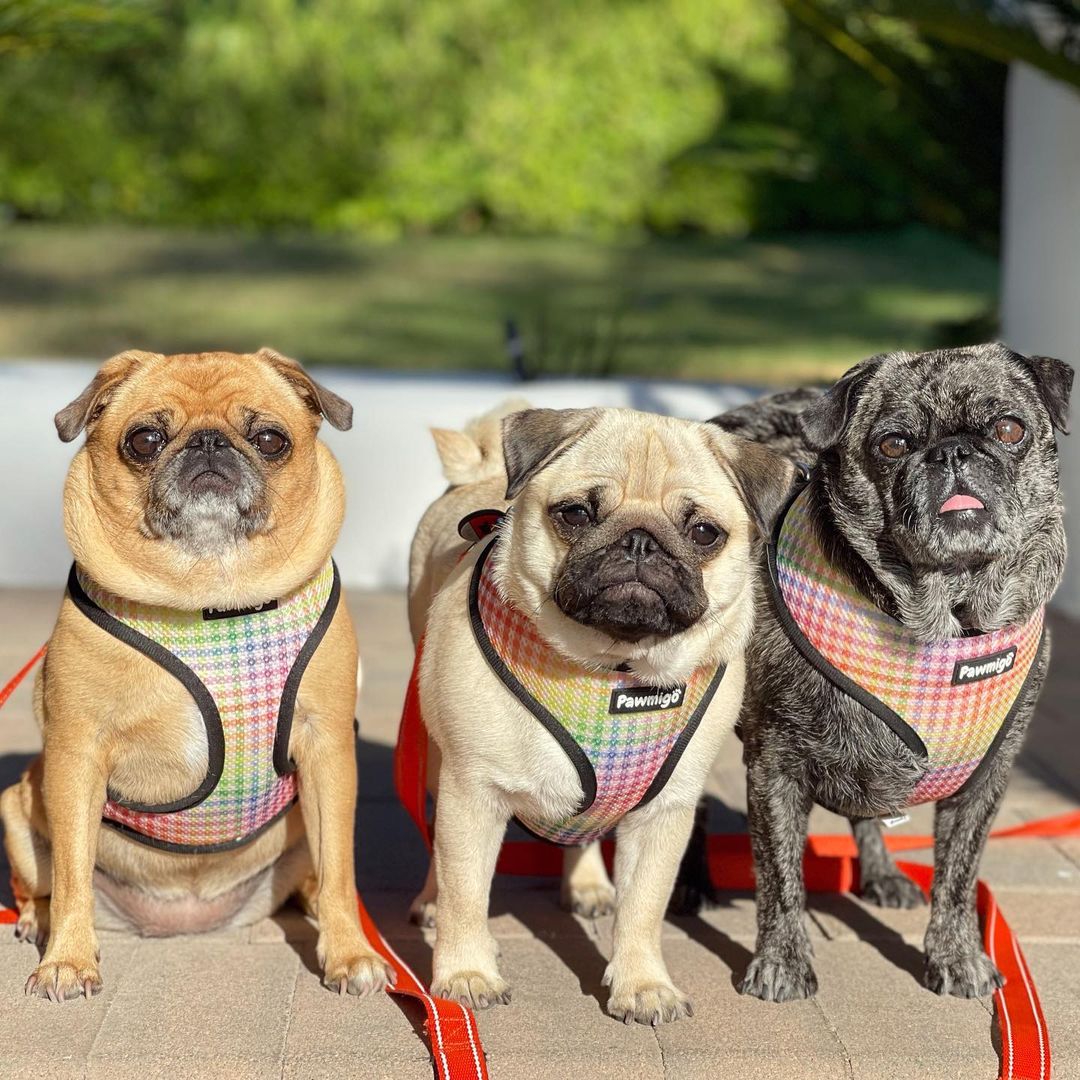 Frootie Patootie Reversible Harness Pawmigo