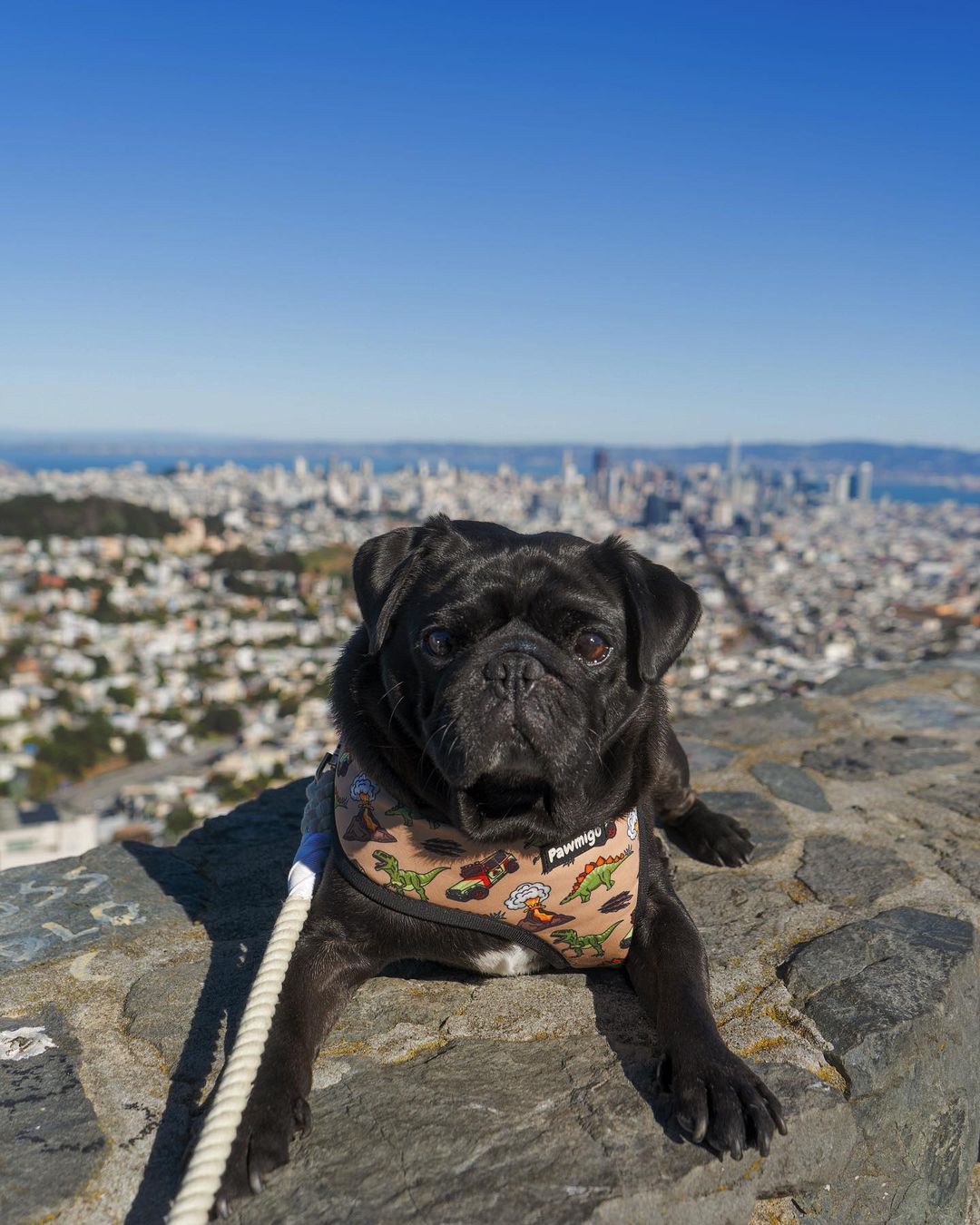 Jurassic Bark Reversible Harness Pawmigo