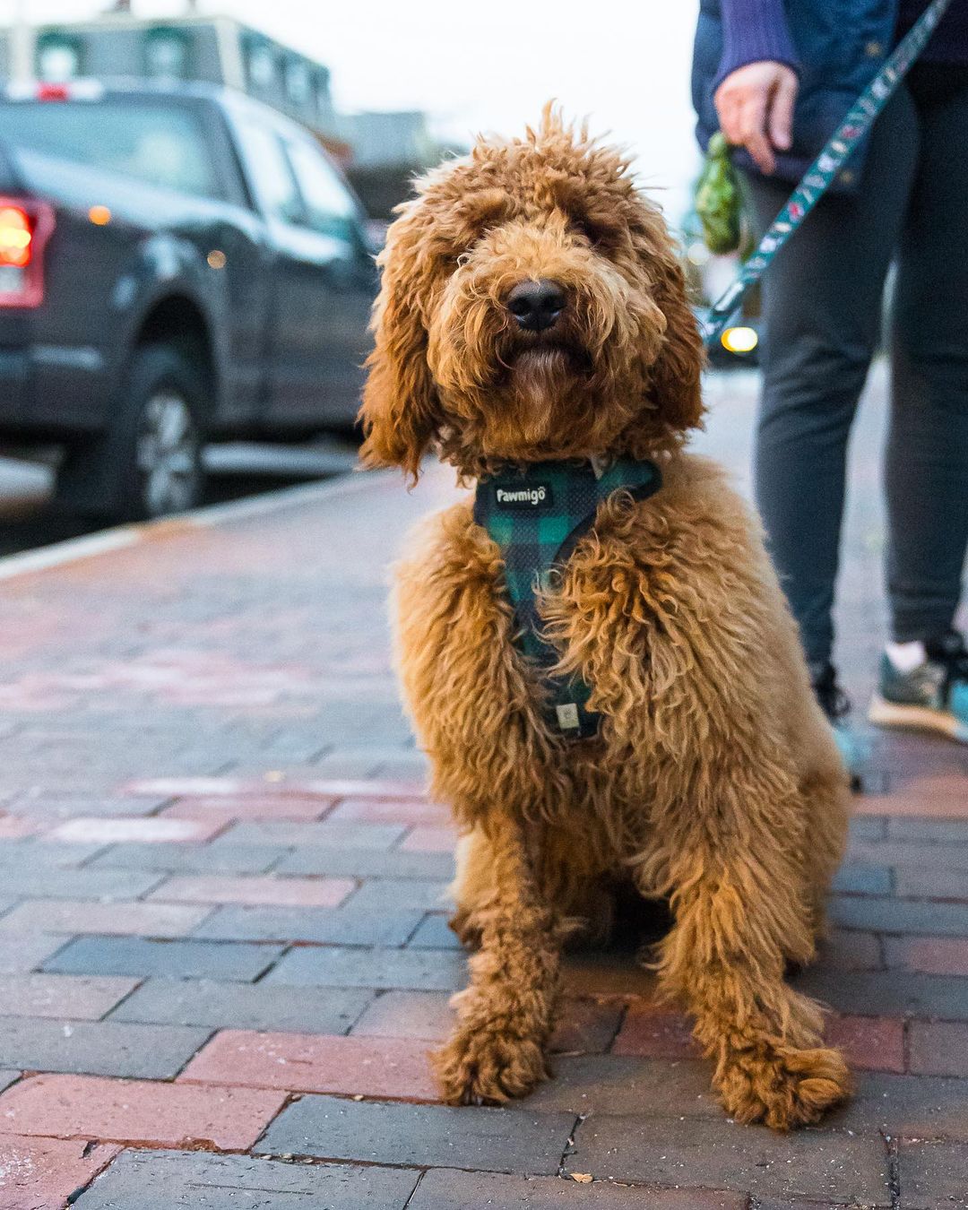 Lumbersnack Leash Kit Pawmigo