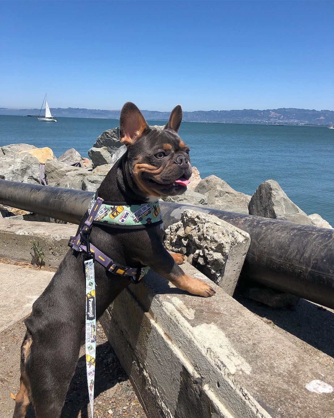 Muddy Paws Reversible Harness Pawmigo