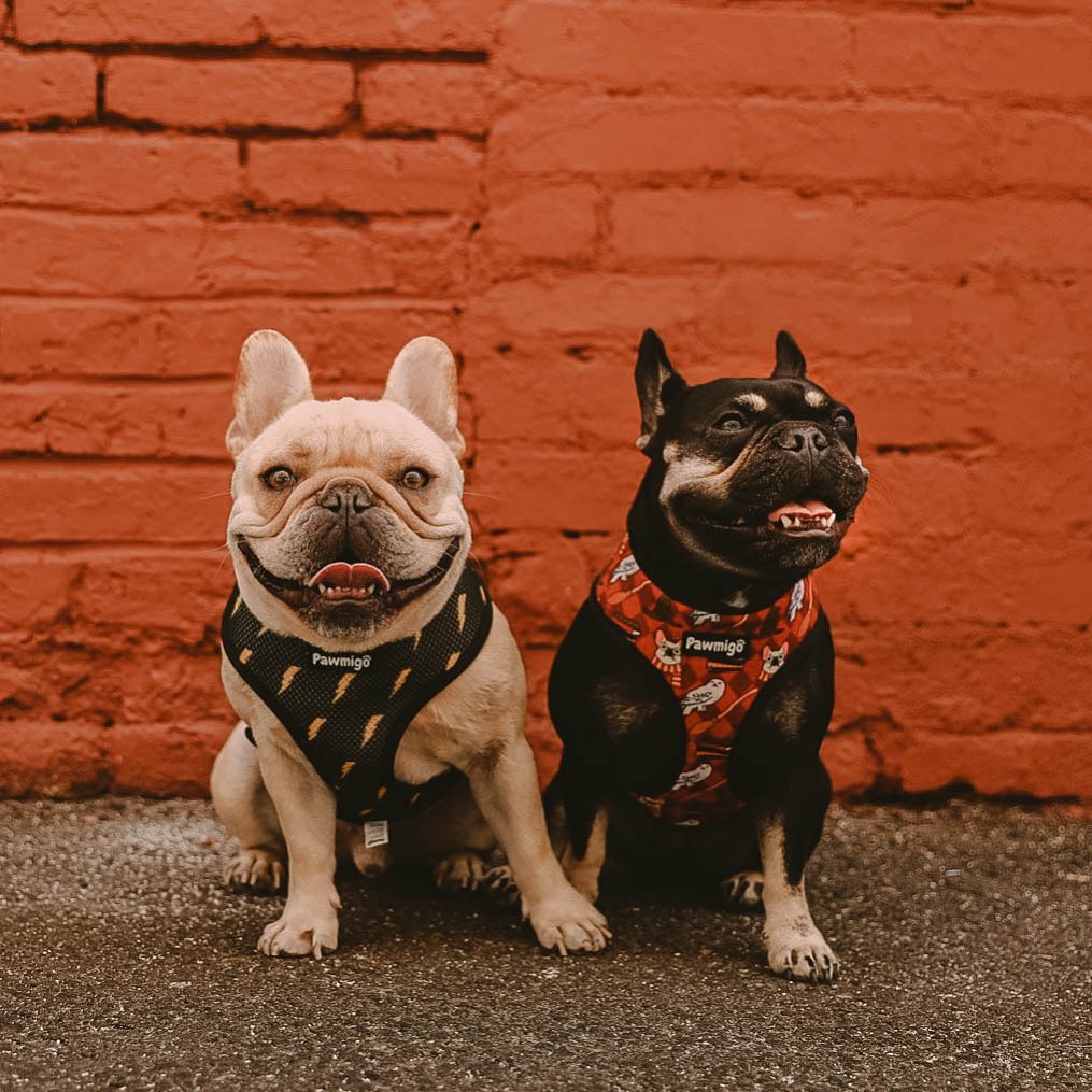 Pawgwarts Reversible Harness Pawmigo