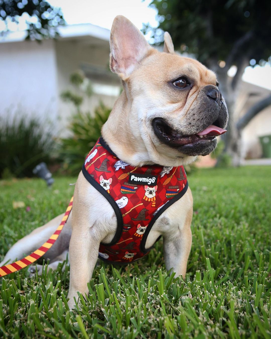 Pawgwarts Reversible Harness Pawmigo