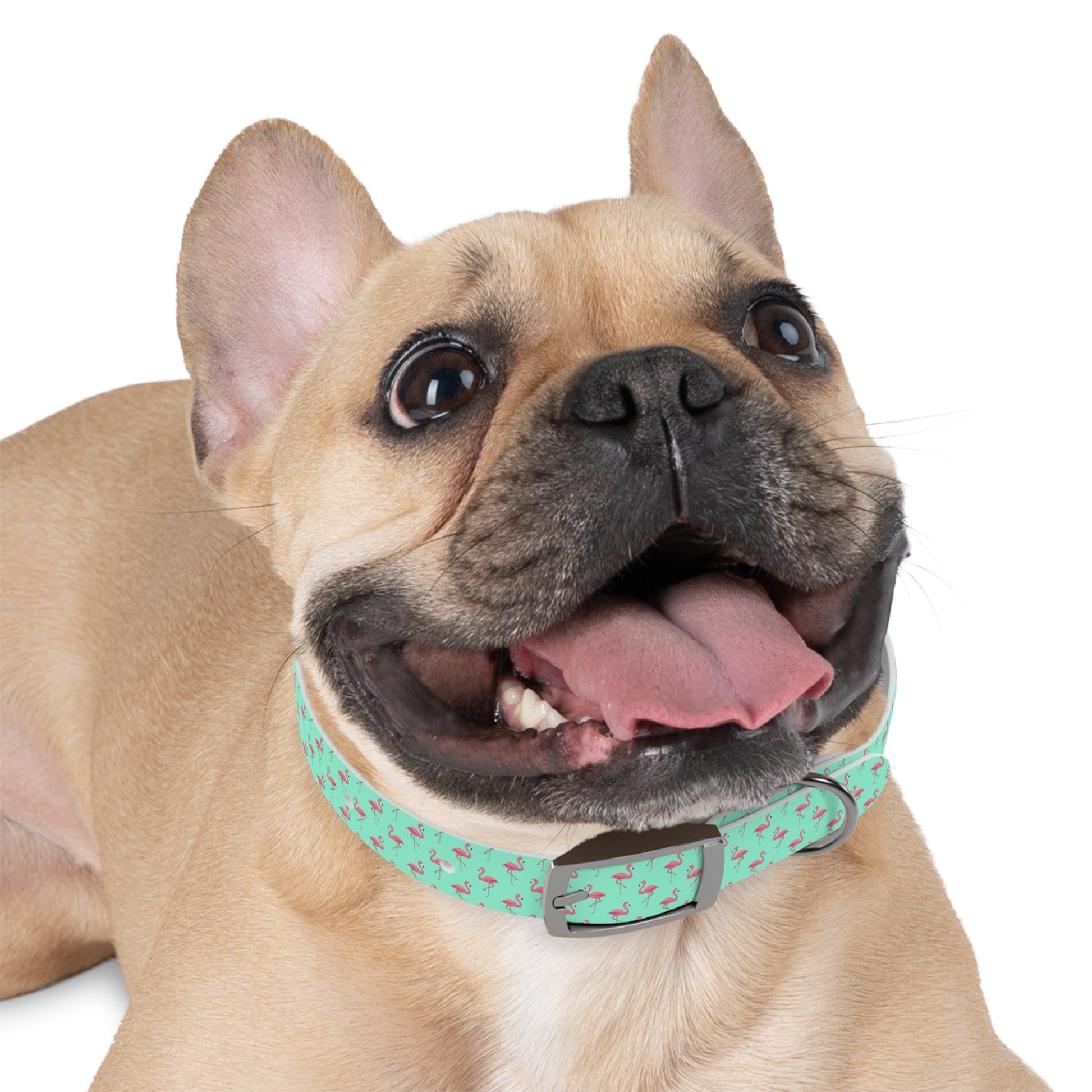 Flamingo Pattern Dog Collar, Stylish Pet Accessory, Summer Dog Gear, Perfect Gift for Dog Lovers, Adjustable Pet Collar, Tropical Dog Printify