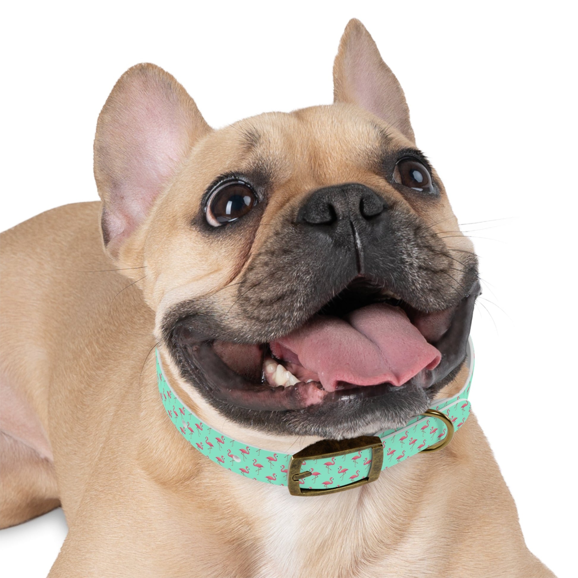 Flamingo Pattern Dog Collar, Stylish Pet Accessory, Summer Dog Gear, Perfect Gift for Dog Lovers, Adjustable Pet Collar, Tropical Dog Printify